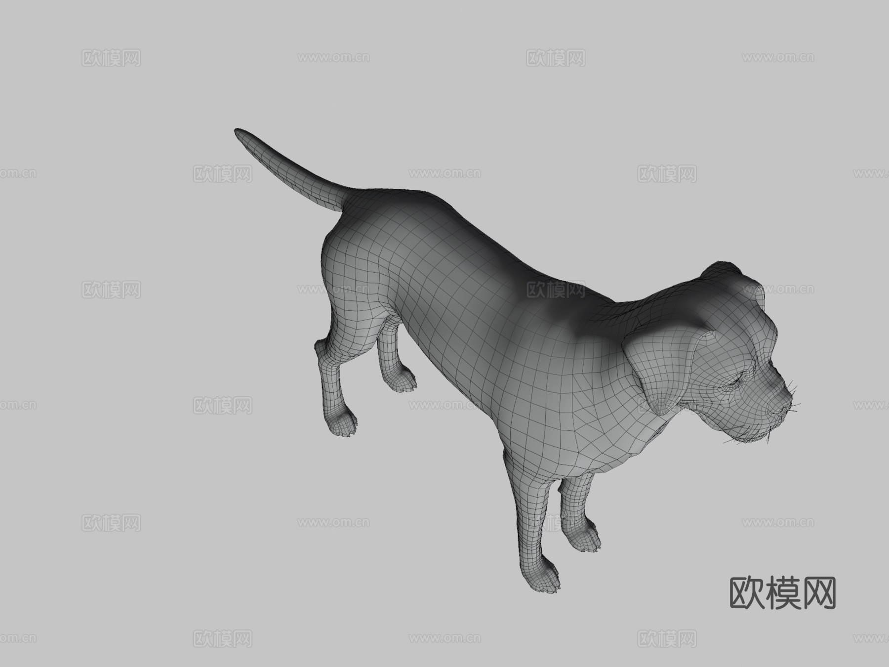 狗-拳师犬su模型