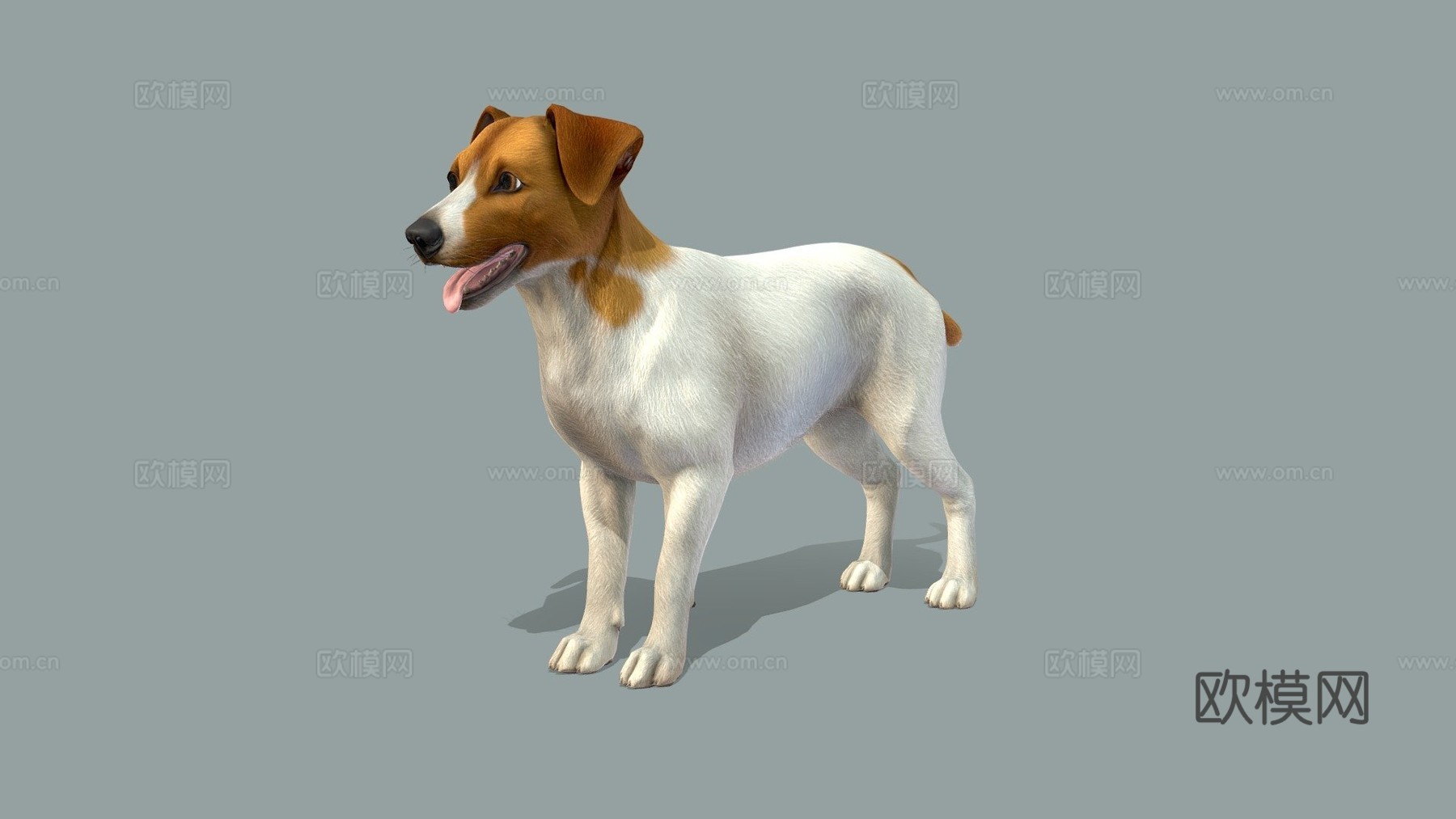 狗-杰克罗素梗犬v2su模型