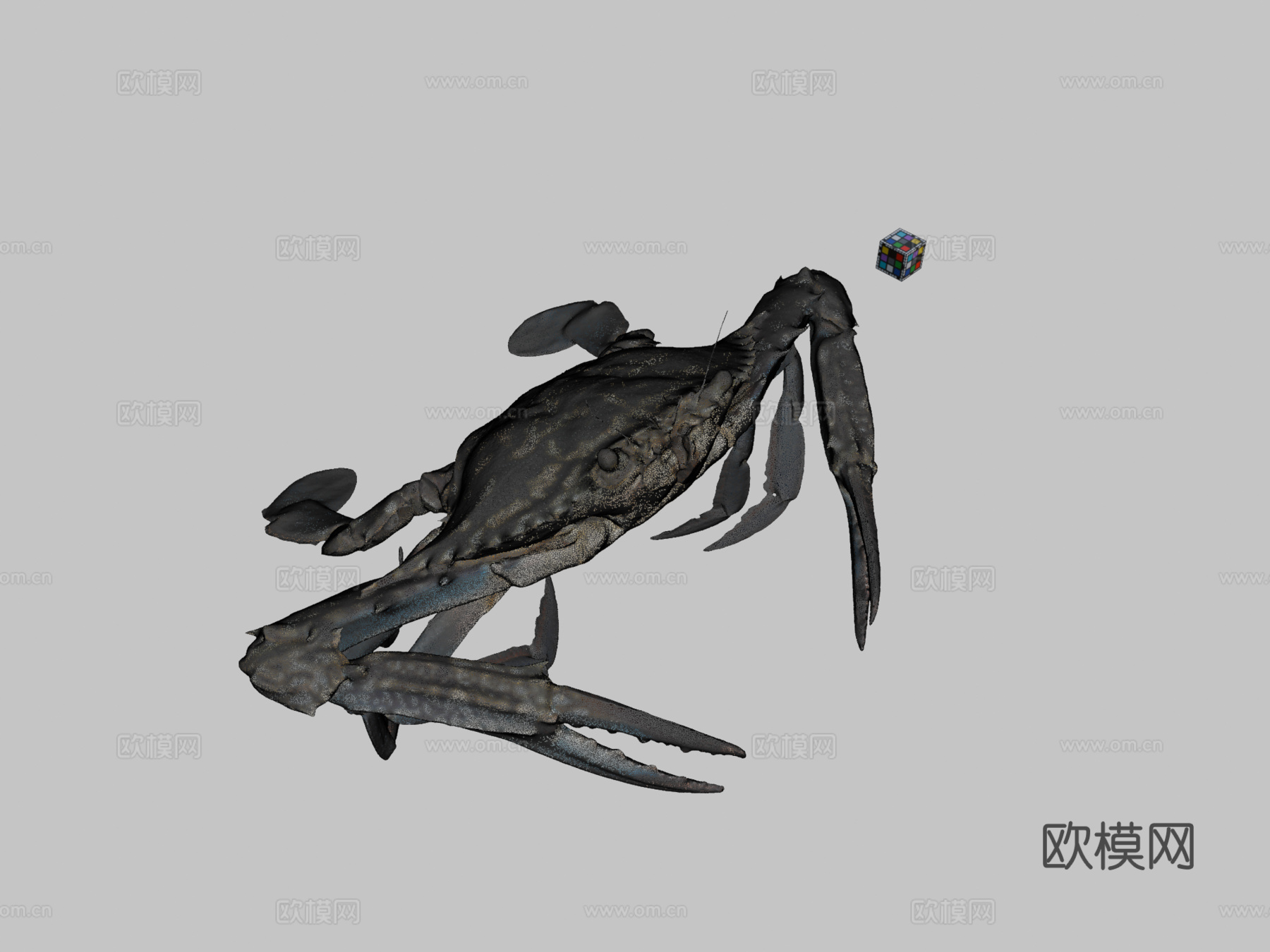 CC0台湾青蟹?♂蓝甘露蟹，P. pelagicussu模型