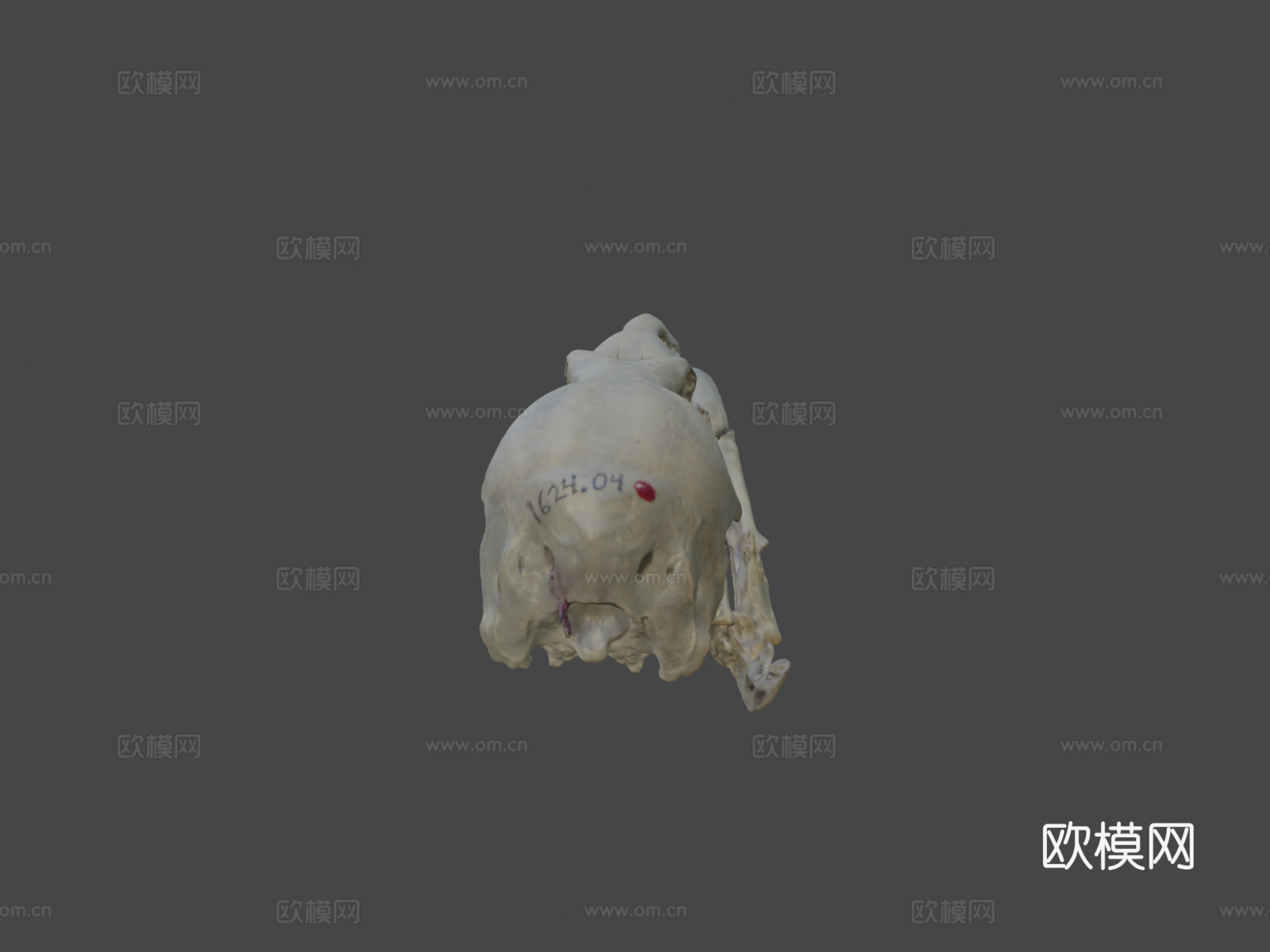 火烈鸟头骨su模型