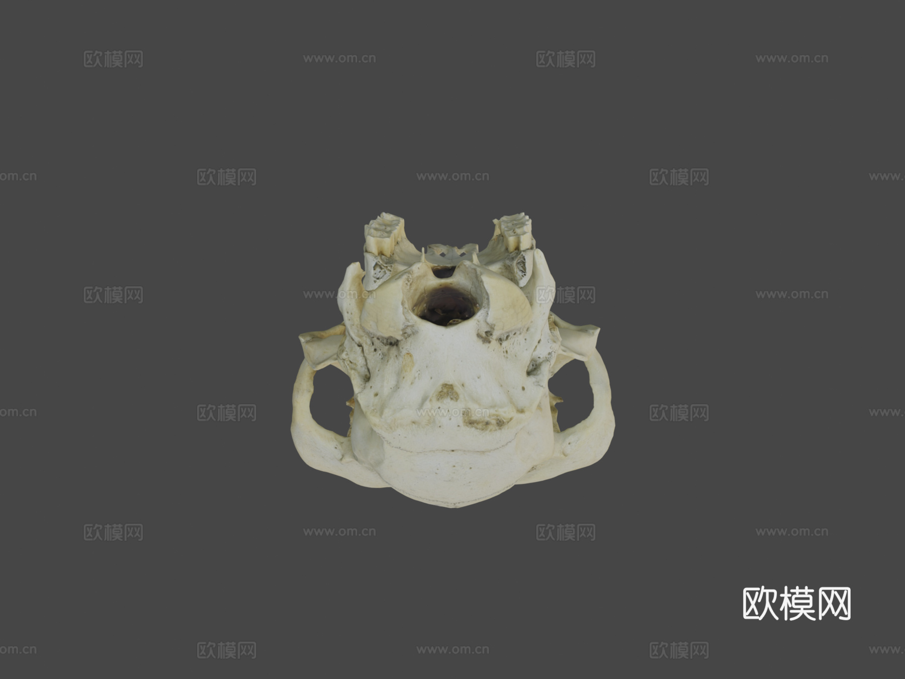 绵羊或山羊头盖骨su模型
