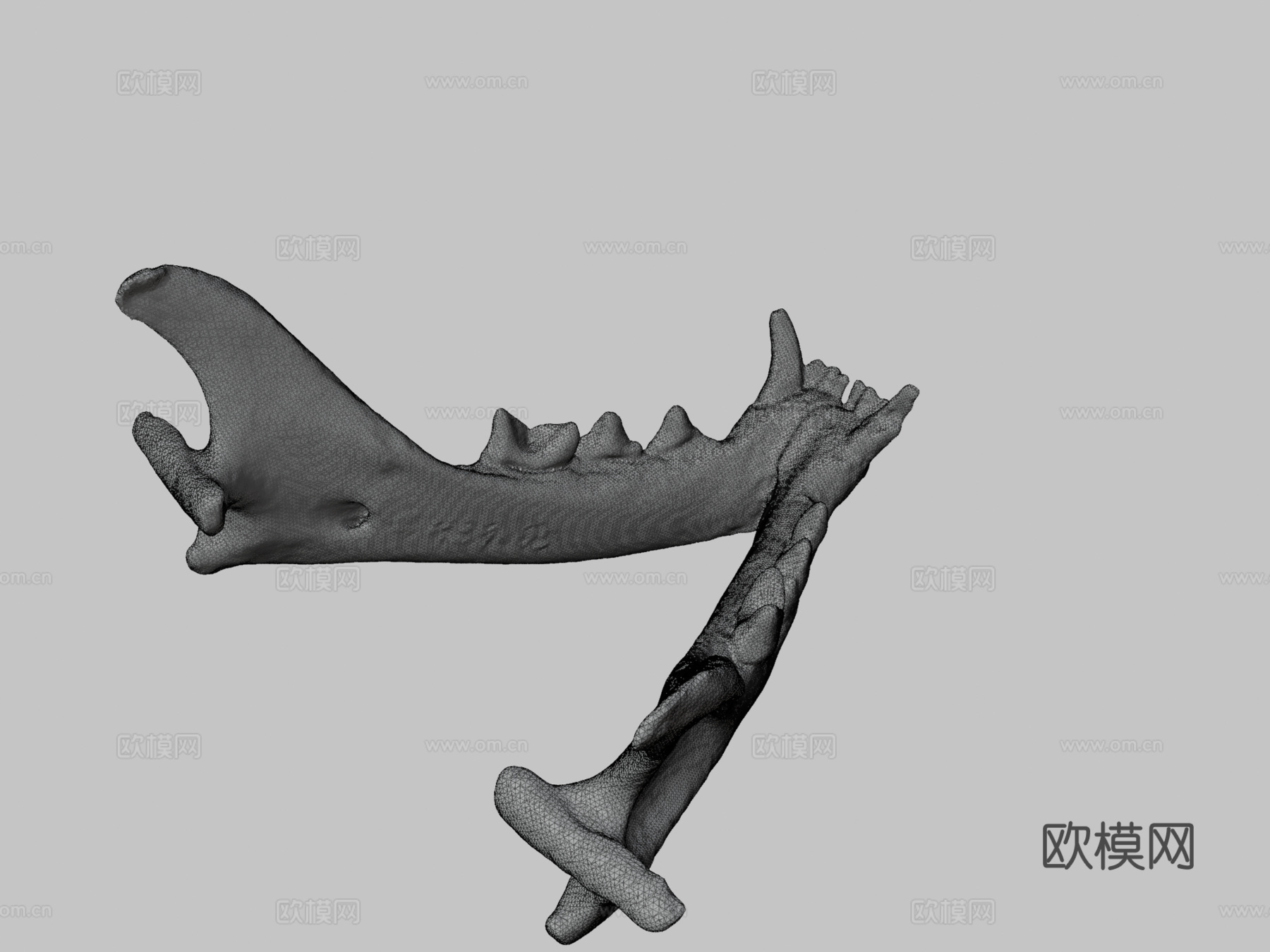 家猫颌骨su模型