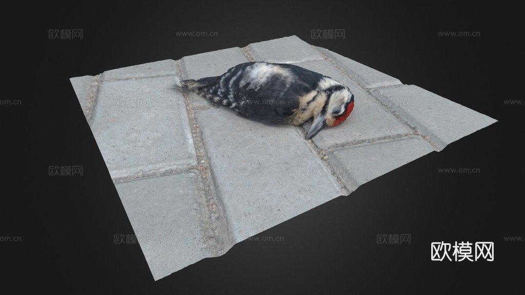 死鸟su模型