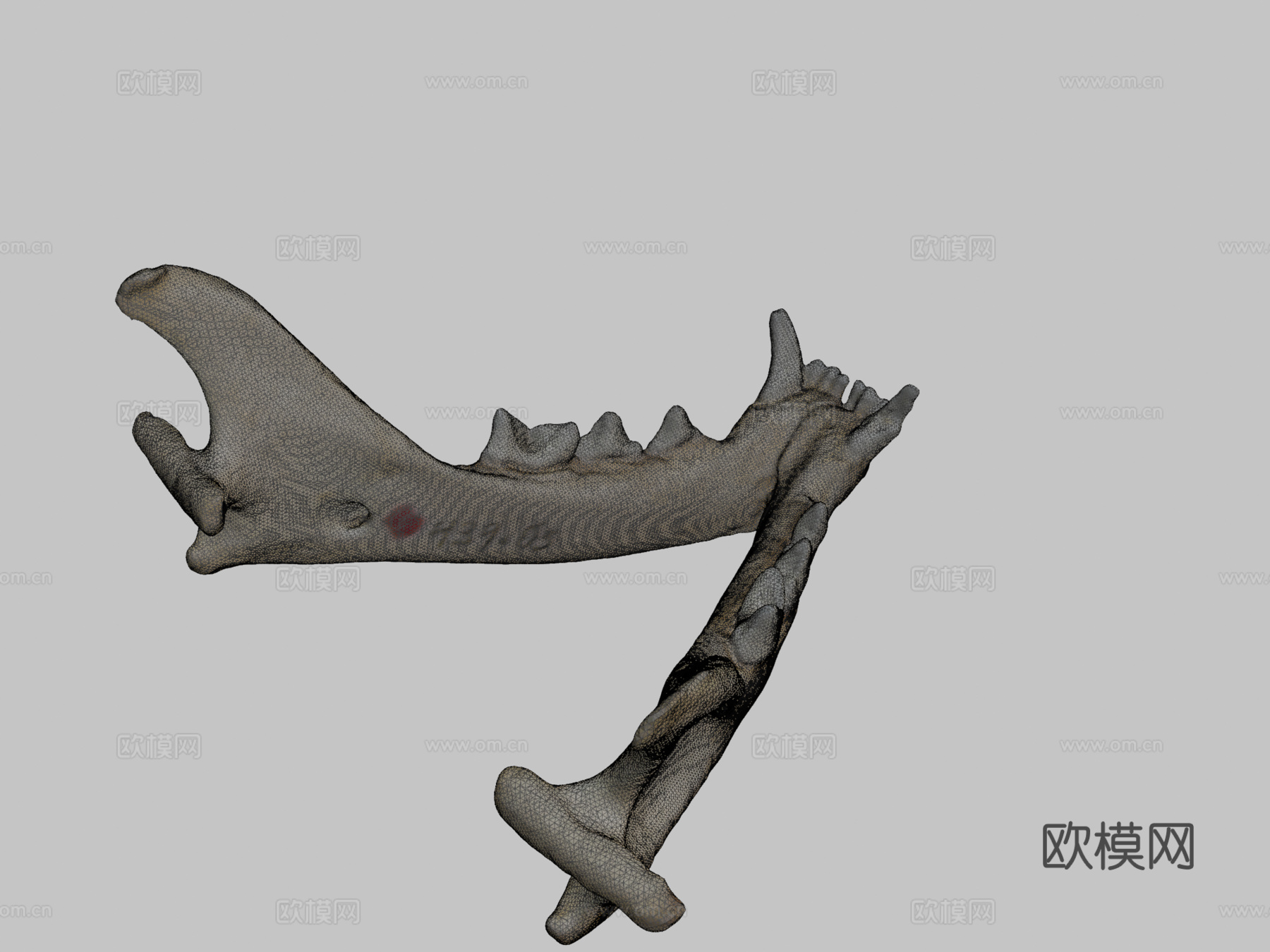 家猫颌骨su模型