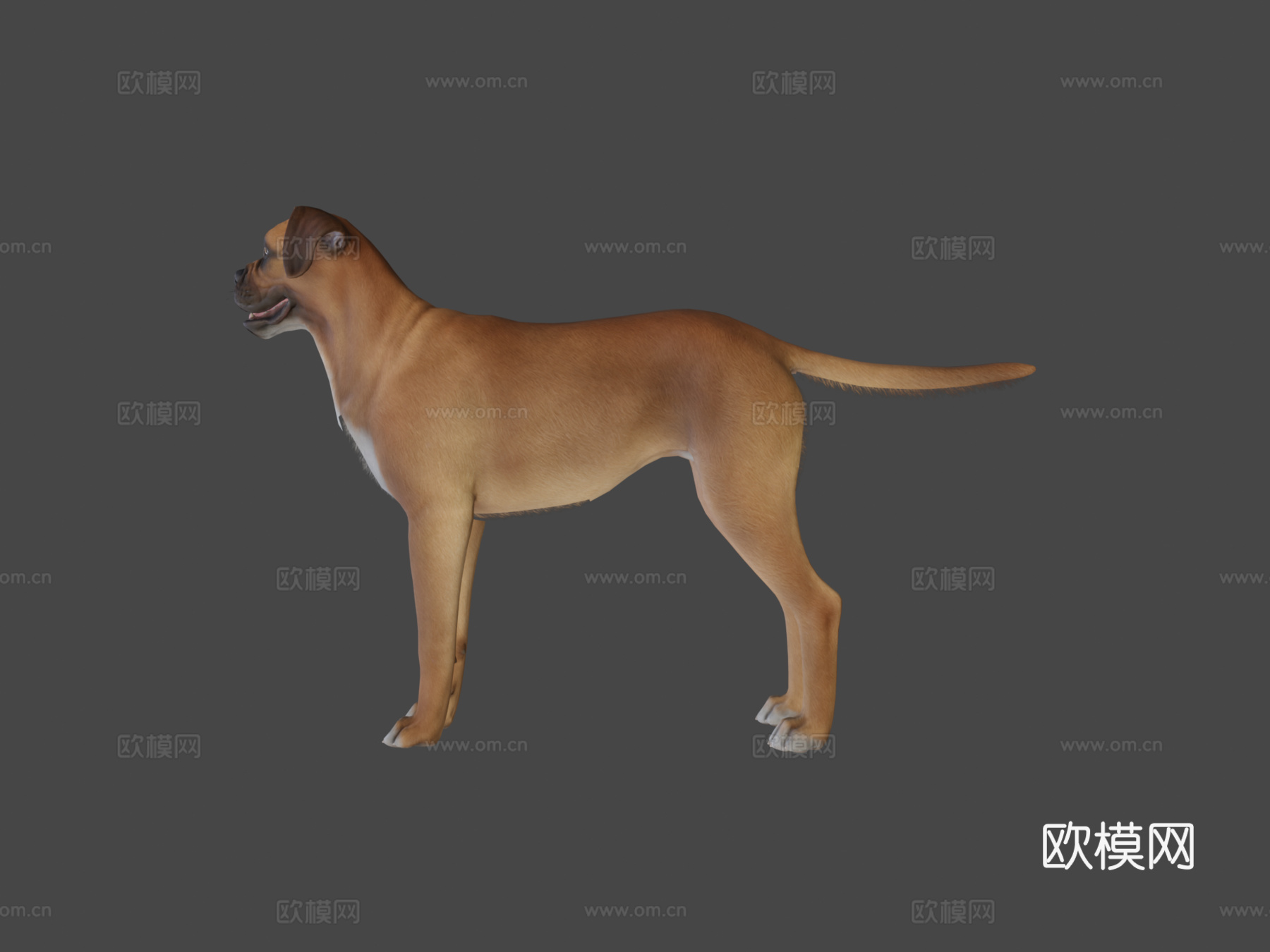 狗-拳师犬su模型