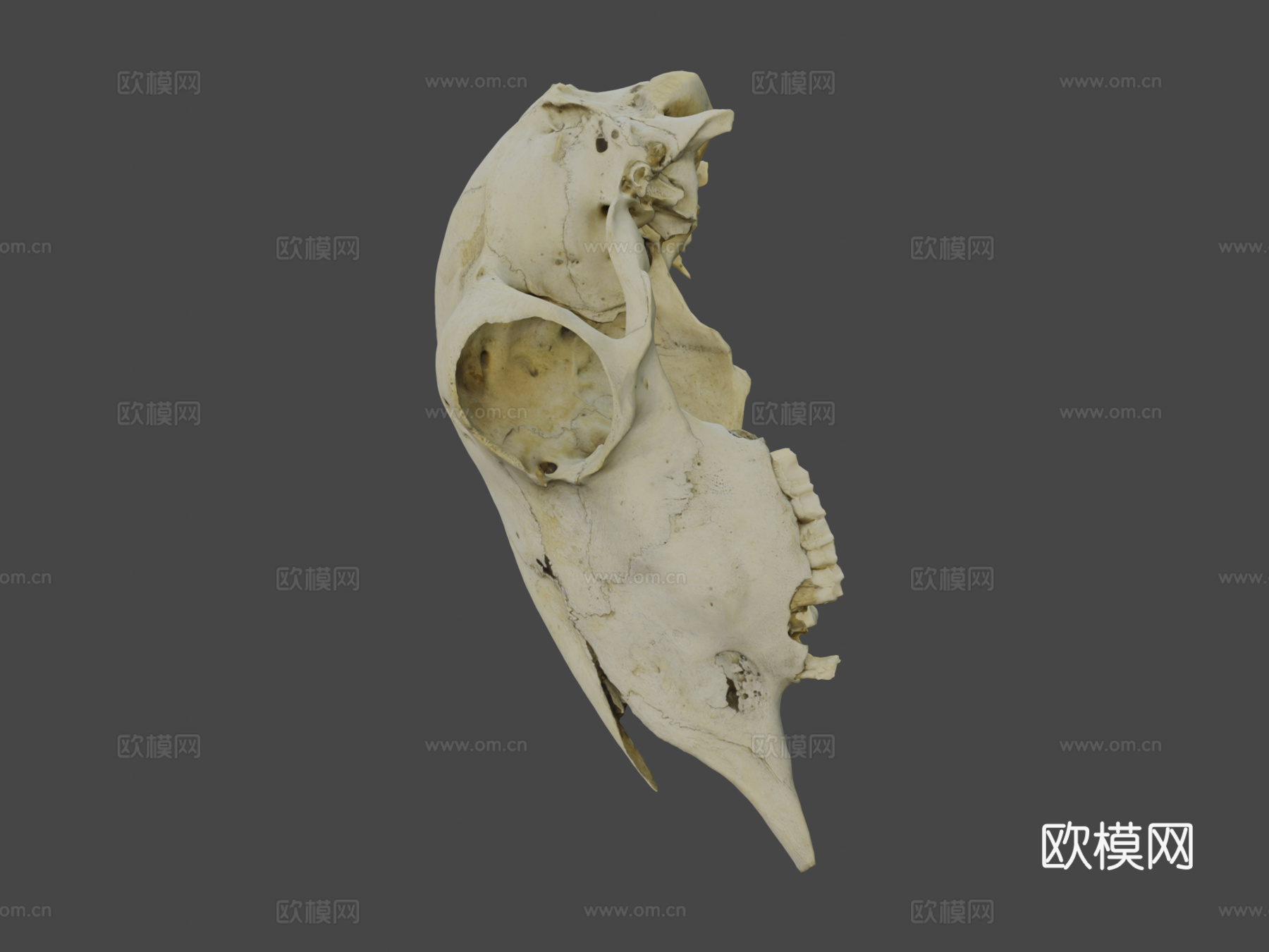 绵羊或山羊头盖骨su模型