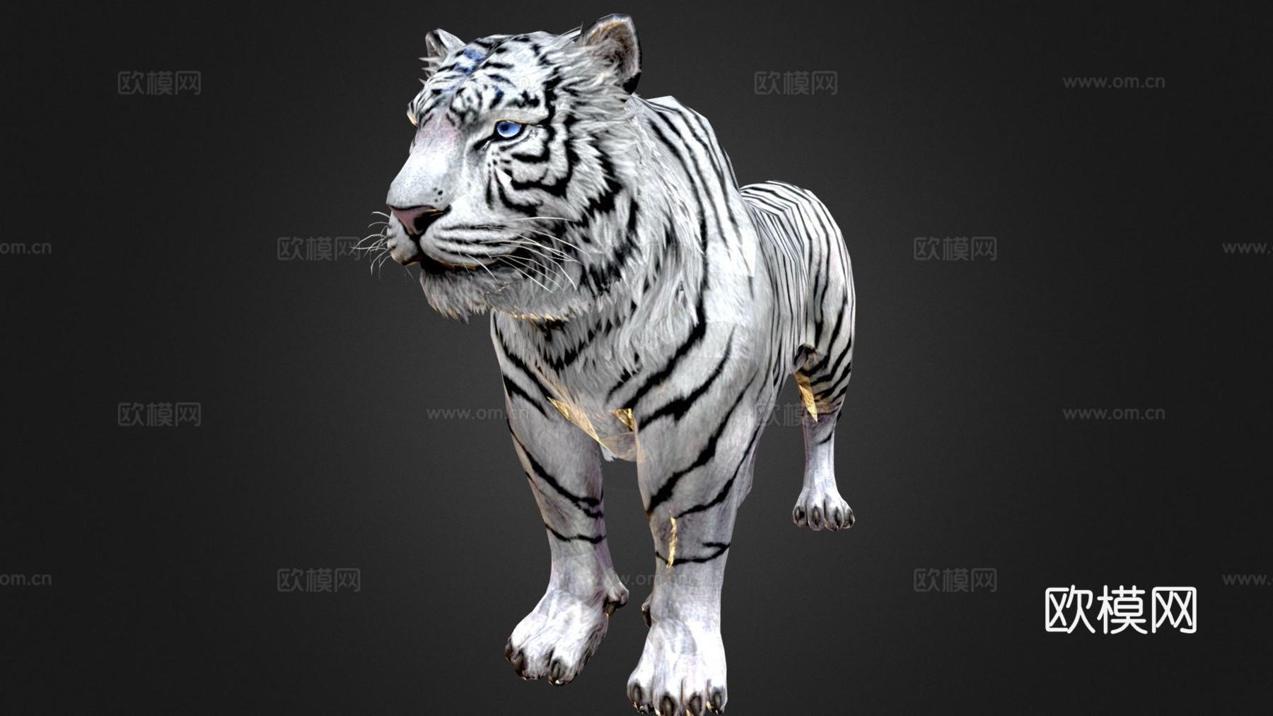 白虎su模型