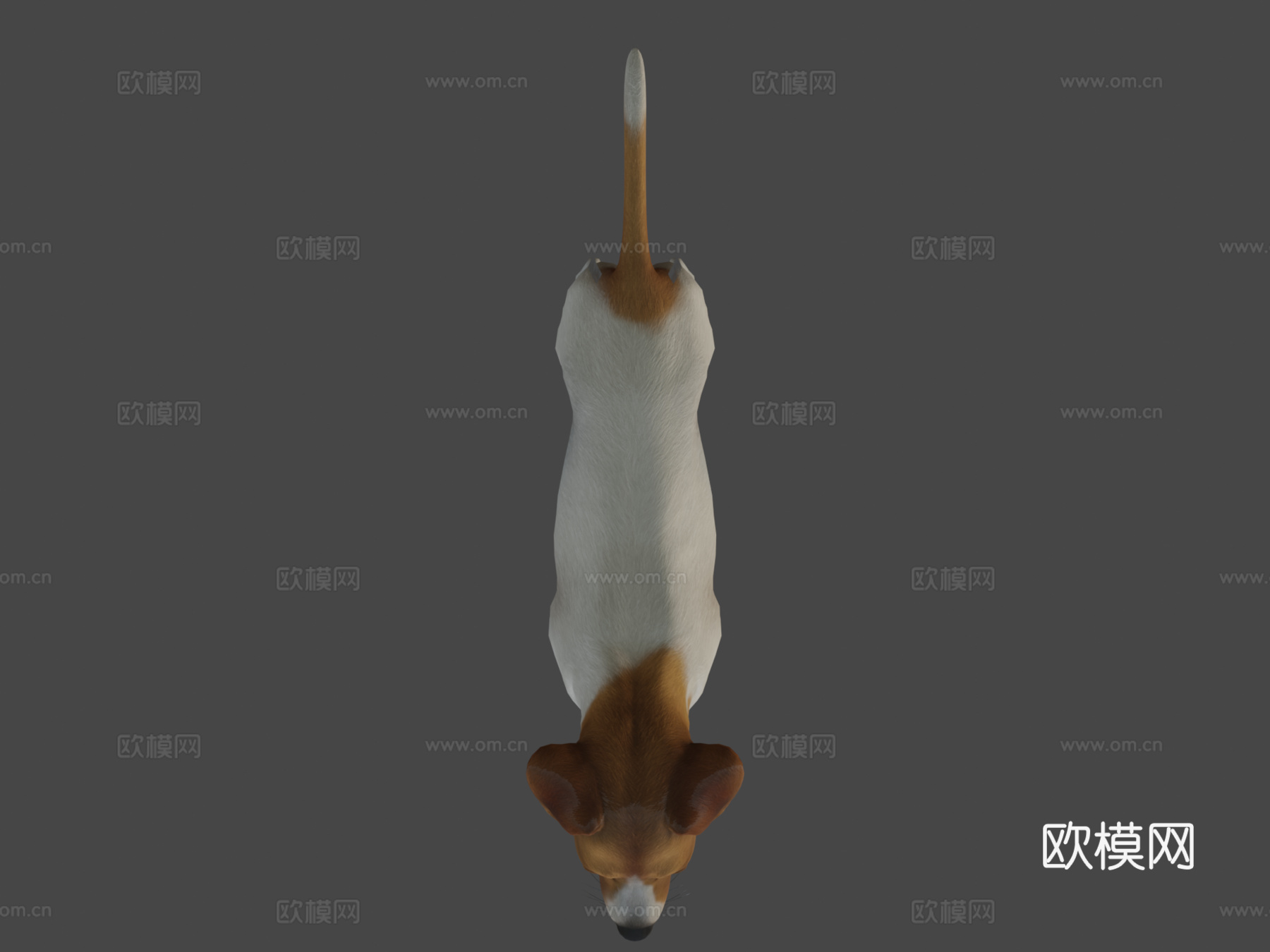狗-杰克罗素梗犬v2su模型