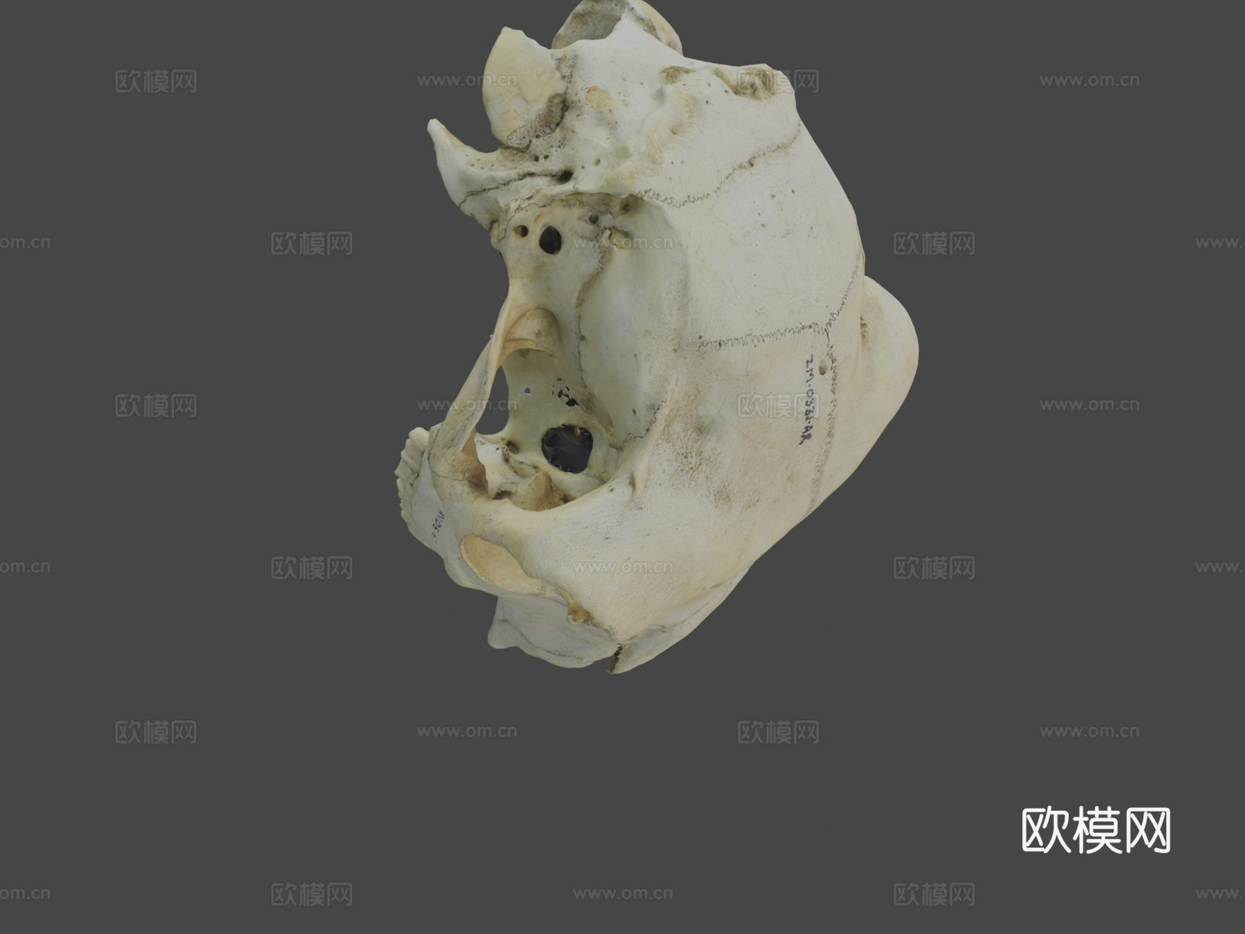 绵羊或山羊头盖骨su模型