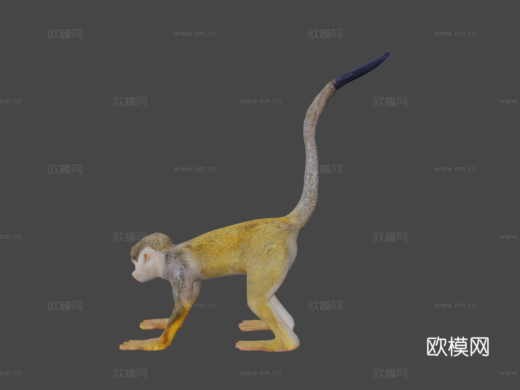松鼠猴su模型su模型
