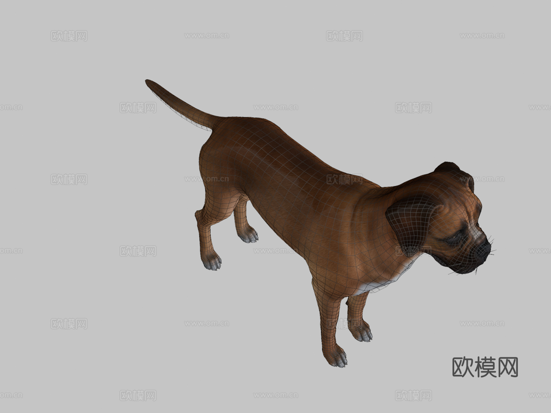 狗-拳师犬su模型