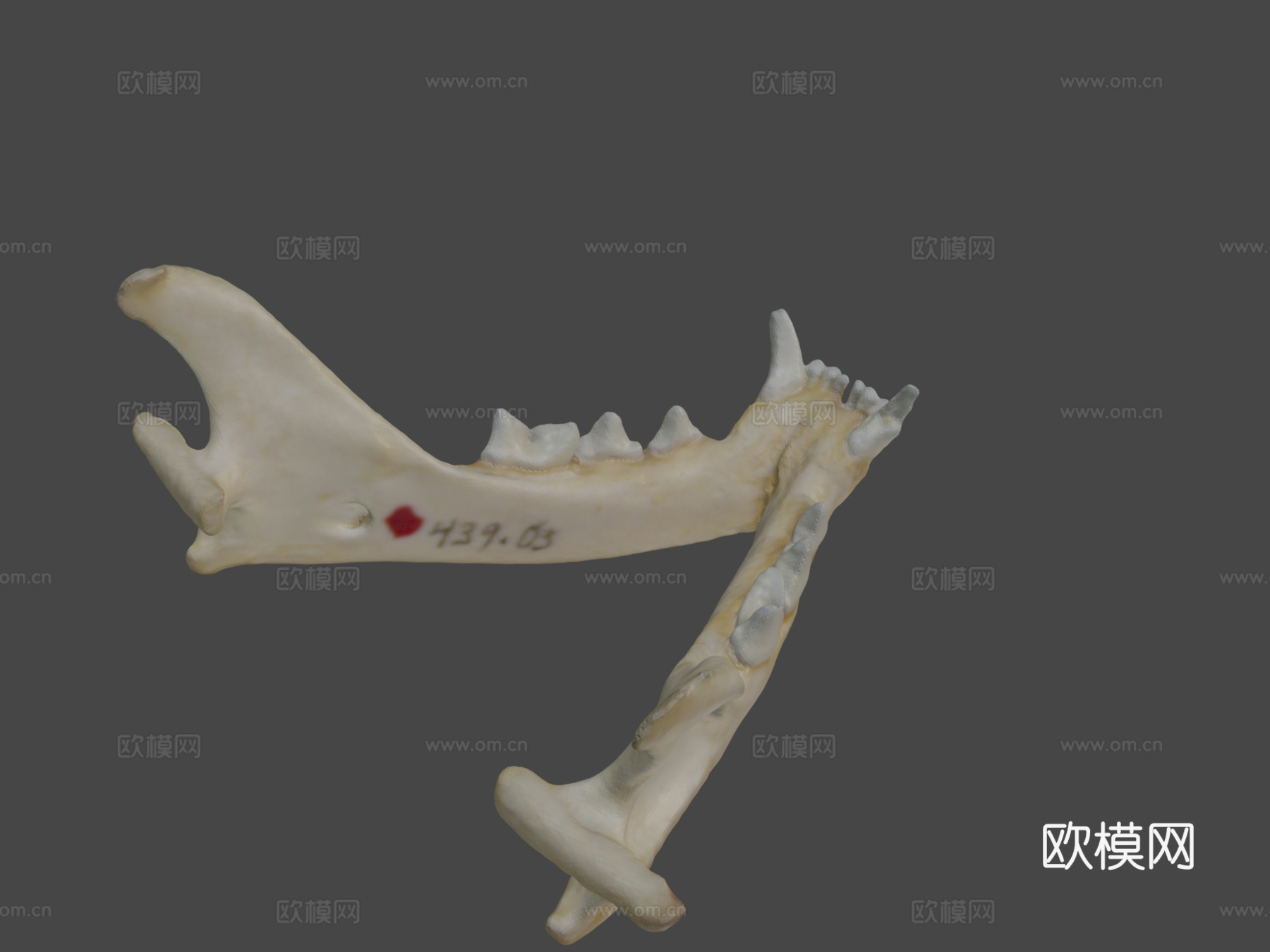 家猫颌骨su模型