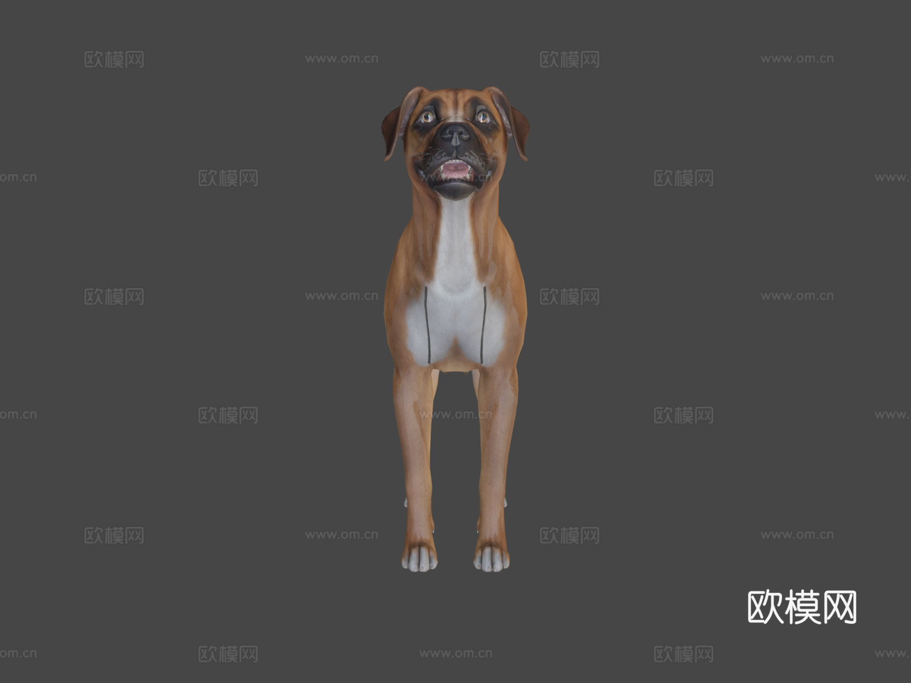 狗-拳师犬su模型