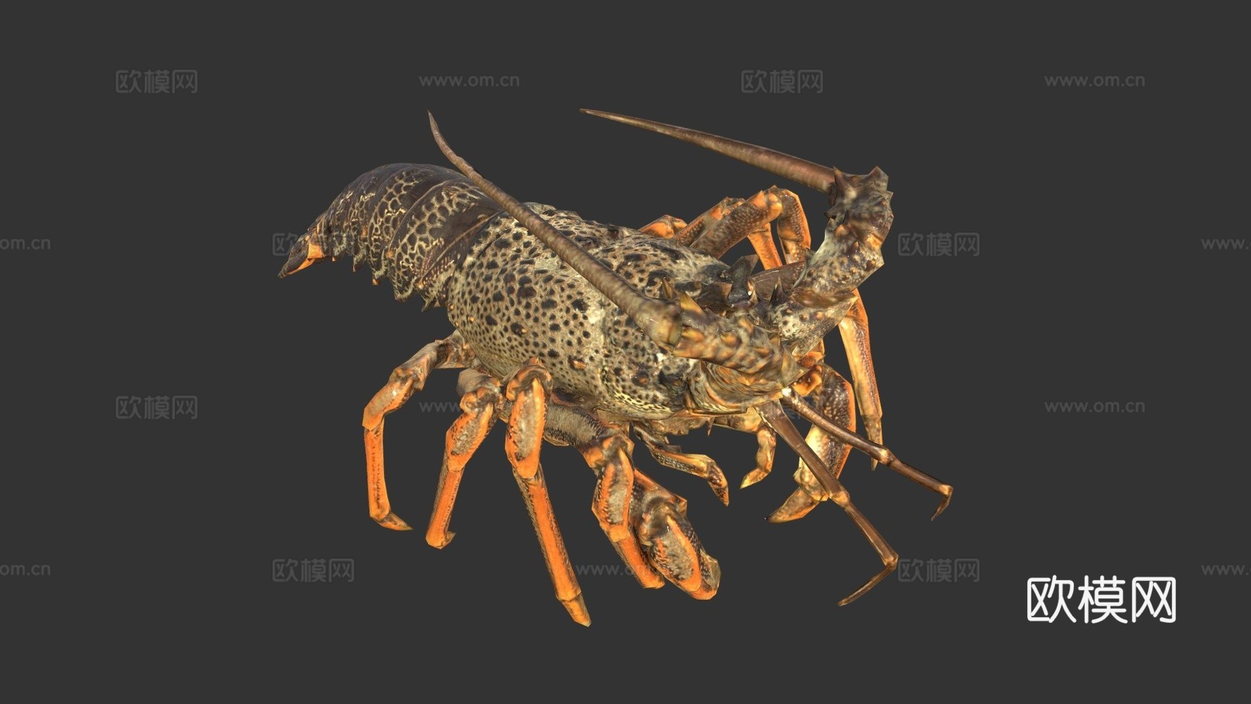 小龙虾-Artec蜘蛛su模型