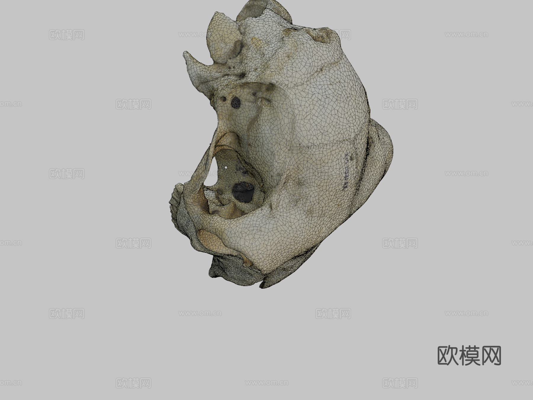 绵羊或山羊头盖骨su模型
