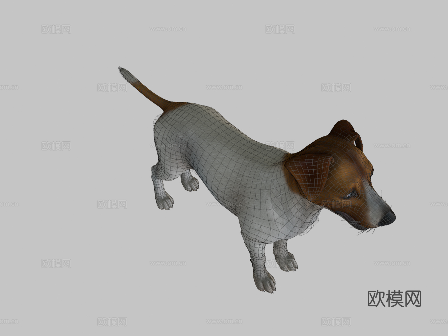 狗-杰克罗素梗犬v2su模型