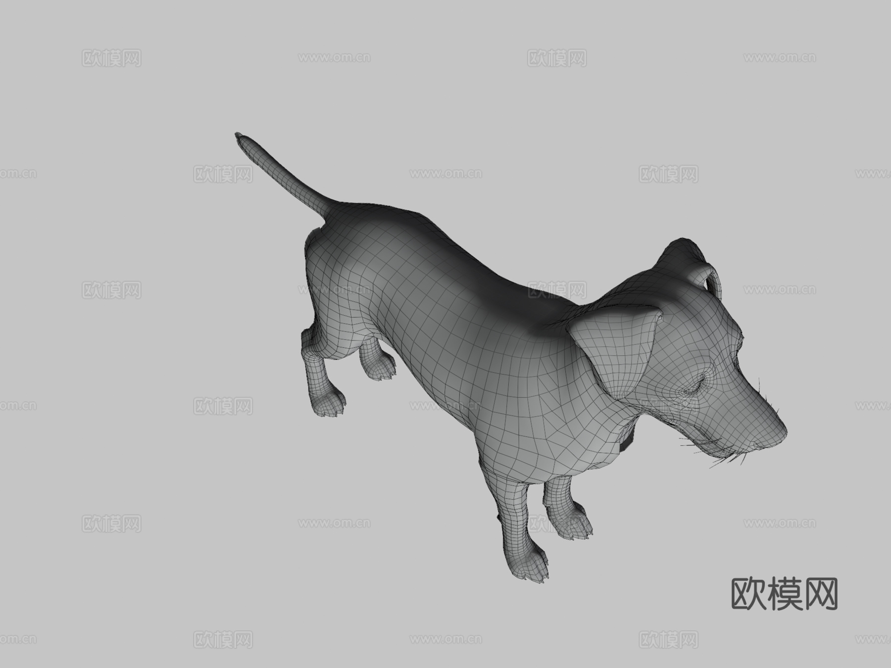 狗-杰克罗素梗犬v2su模型