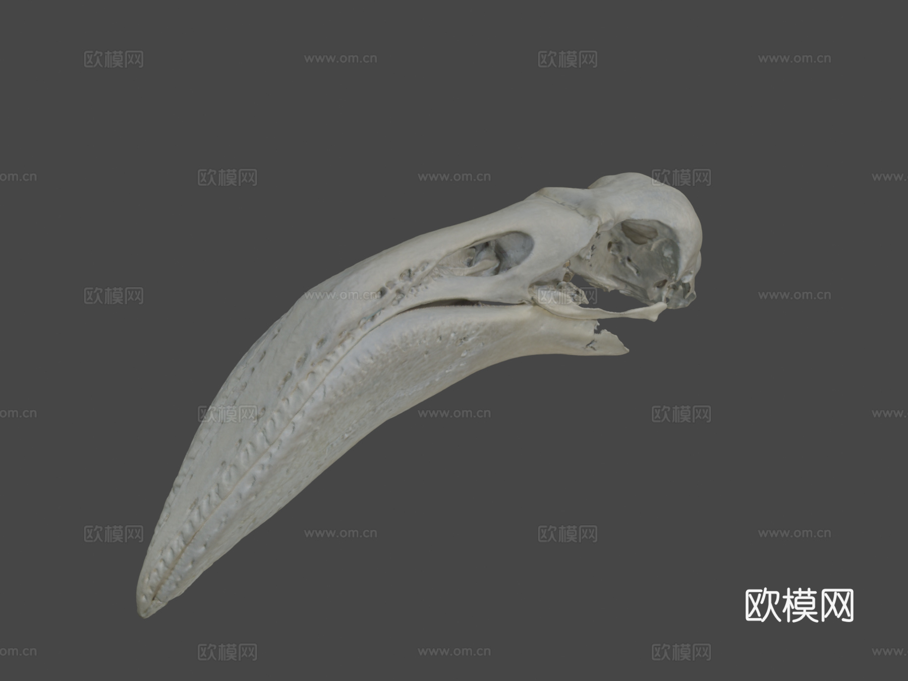 火烈鸟头骨su模型