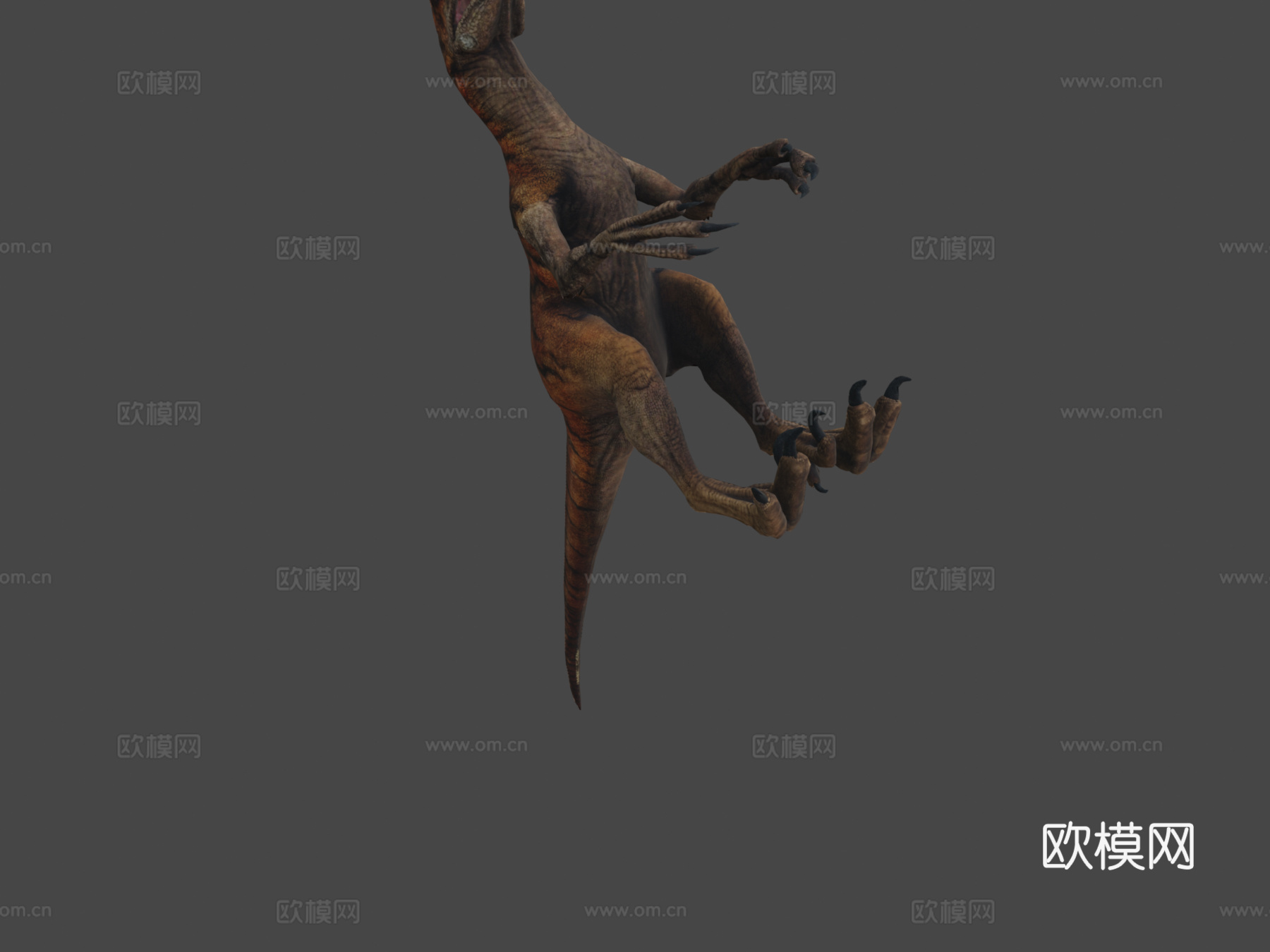 阿罗西盗龙虎su模型