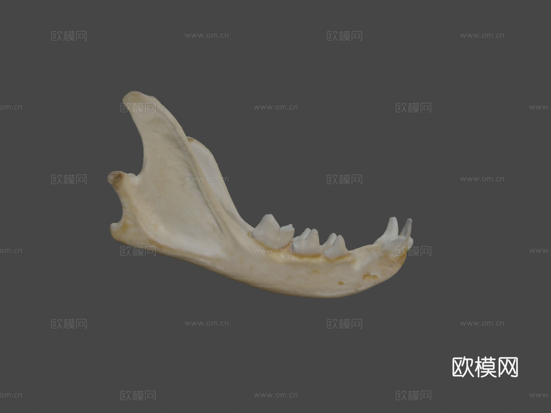 家猫颌骨su模型