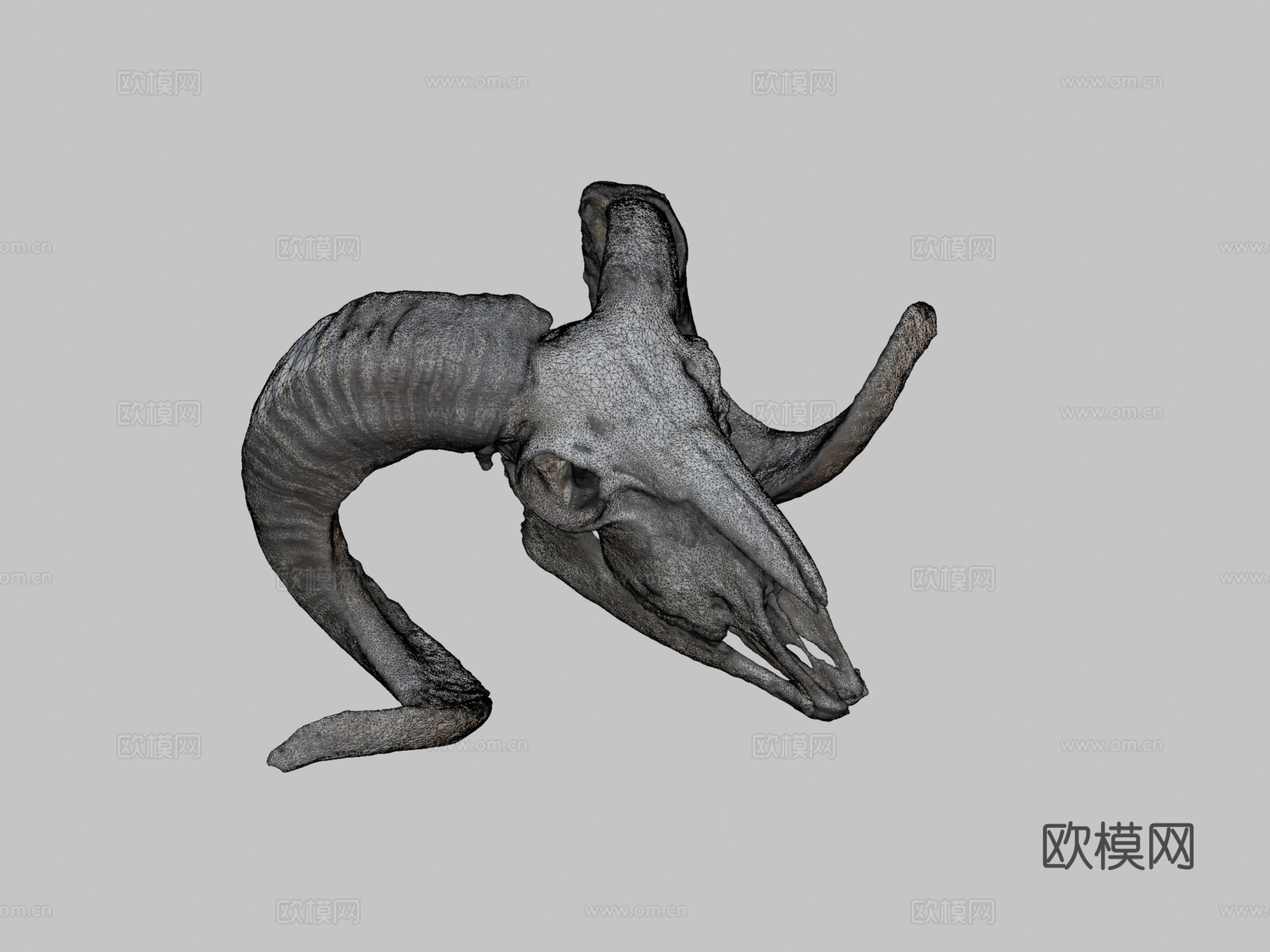 欧洲盘羊头骨su模型