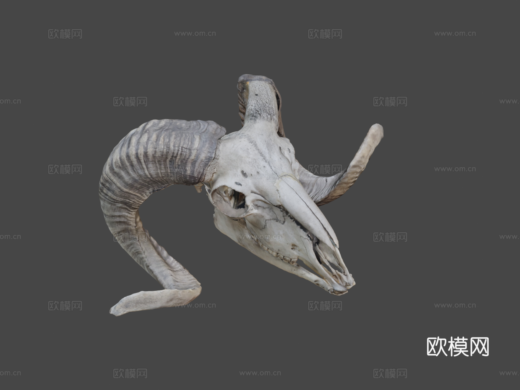 欧洲盘羊头骨su模型