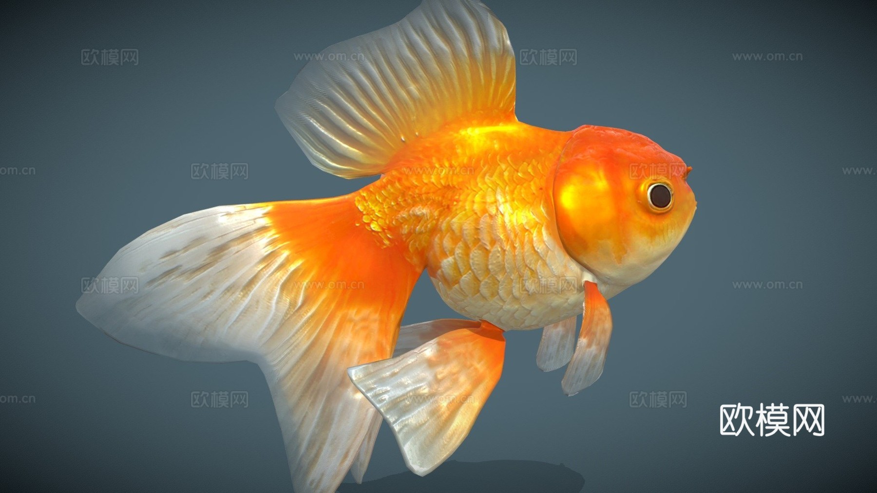 金鱼_品种1su模型