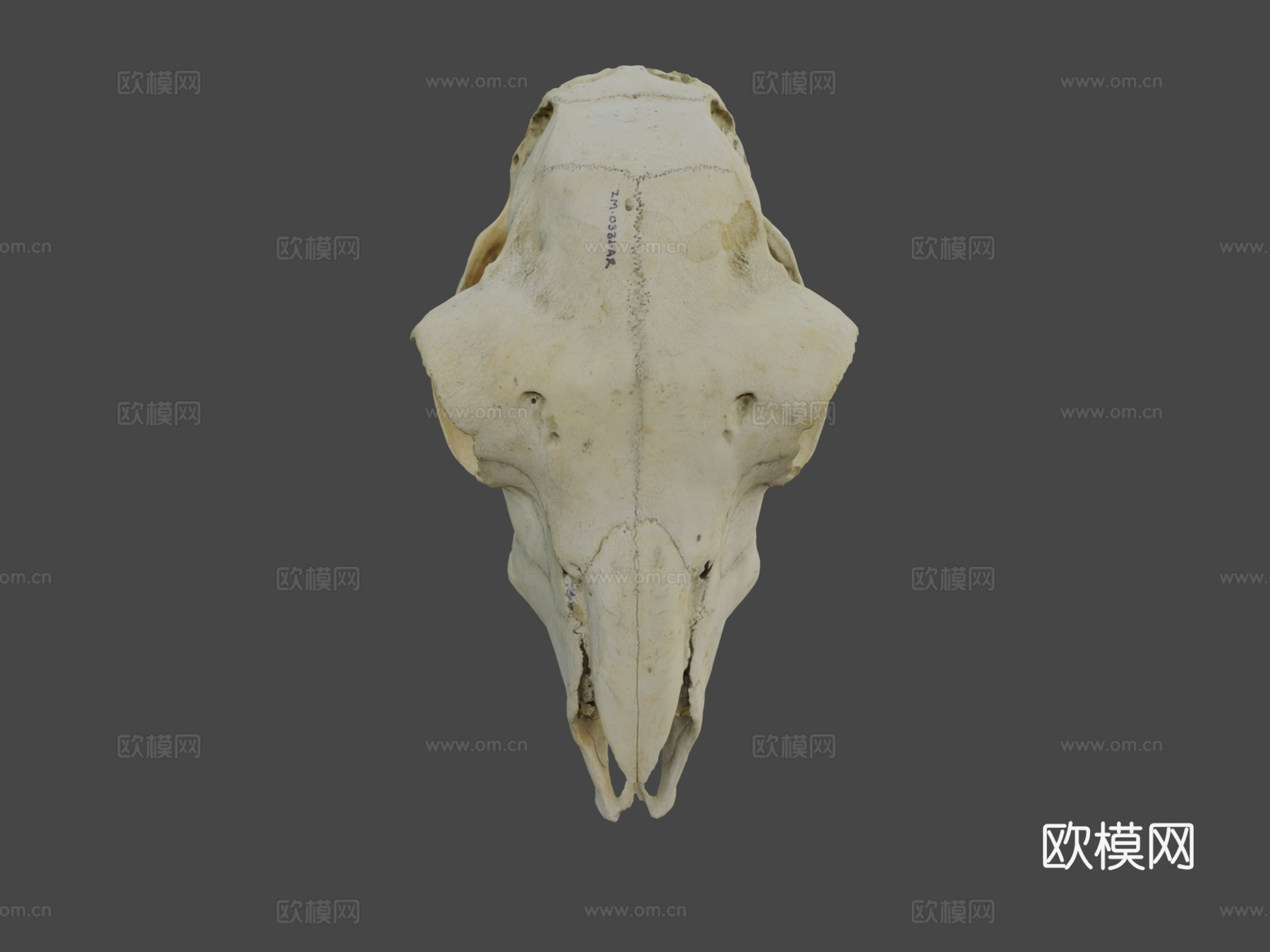 绵羊或山羊头盖骨su模型