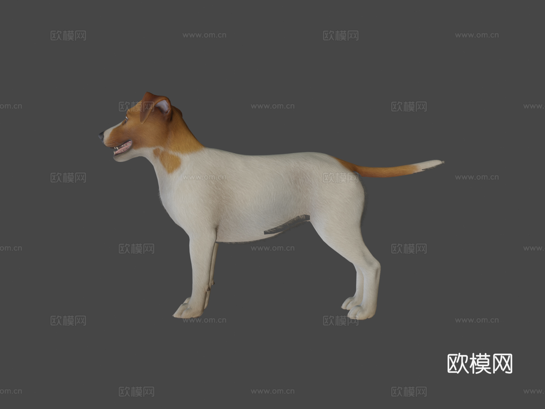 狗-杰克罗素梗犬v2su模型