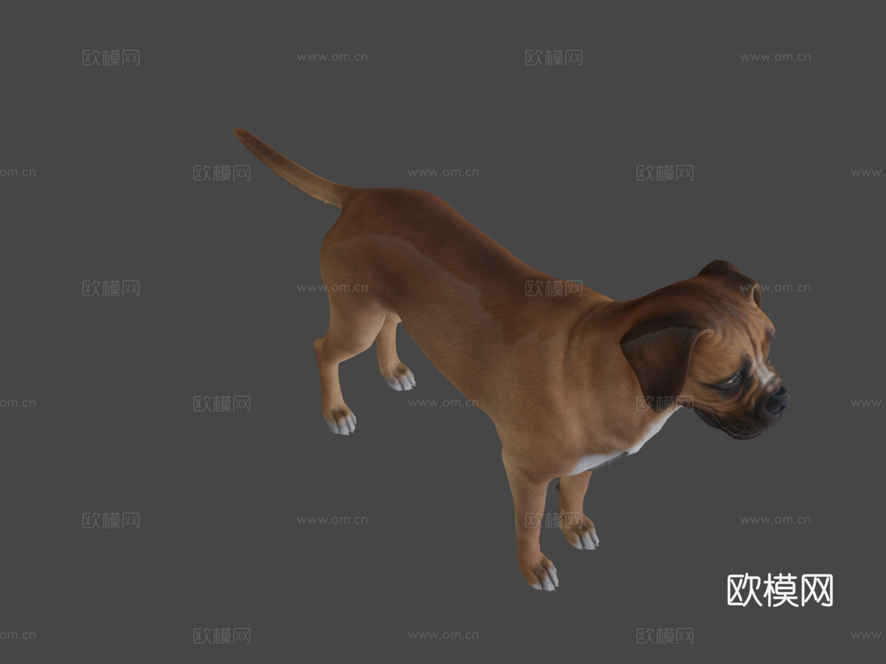 狗-拳师犬su模型