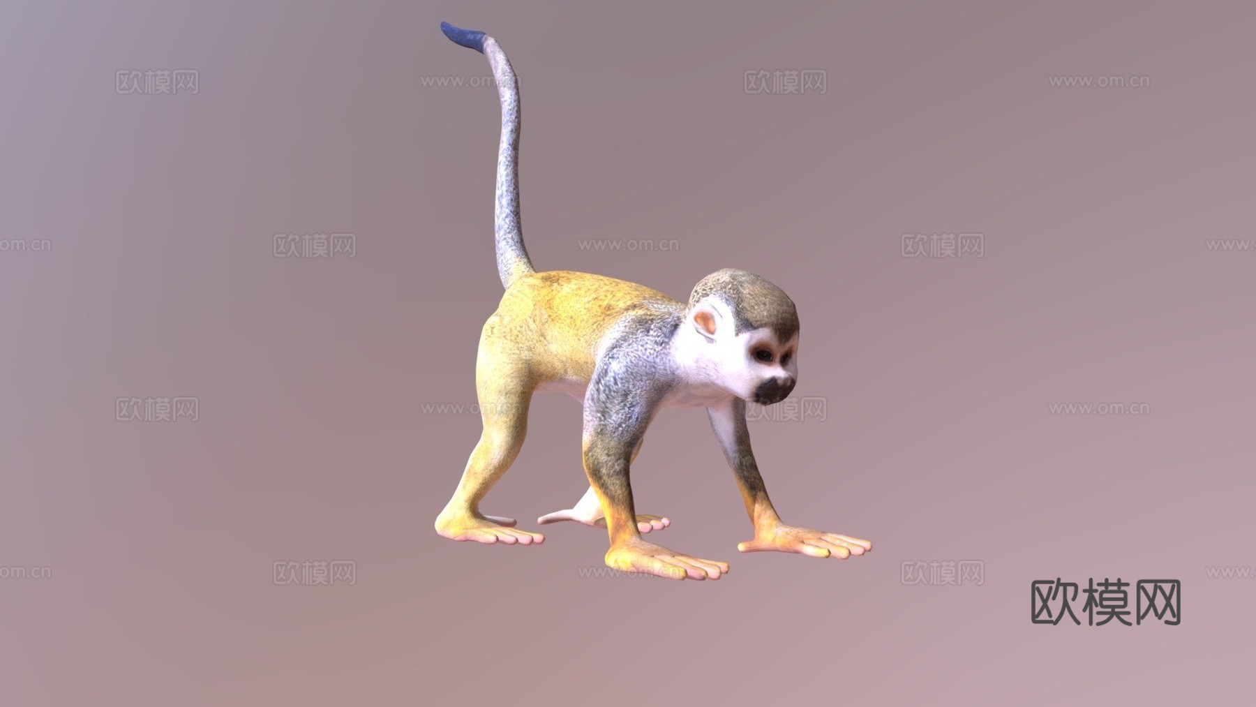 松鼠猴su模型su模型