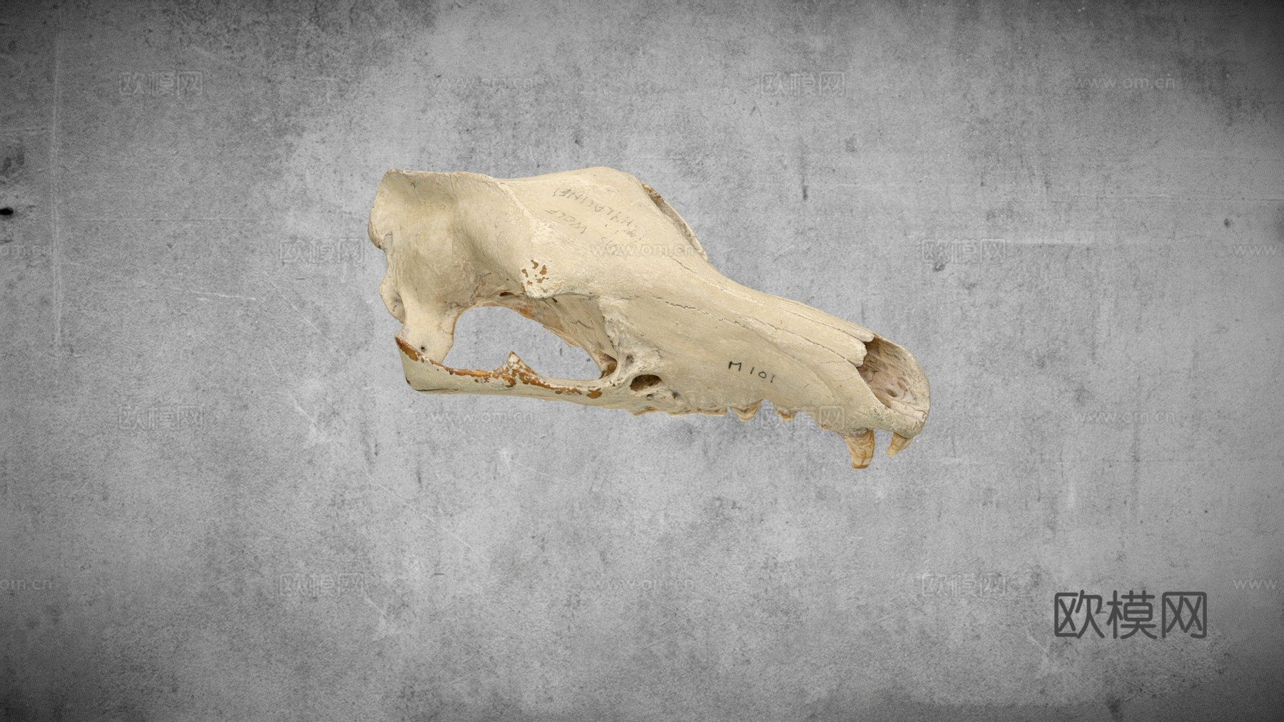 袋狼颅骨su模型