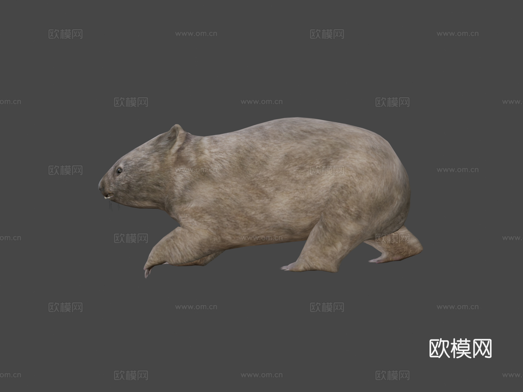 袋熊预览su模型