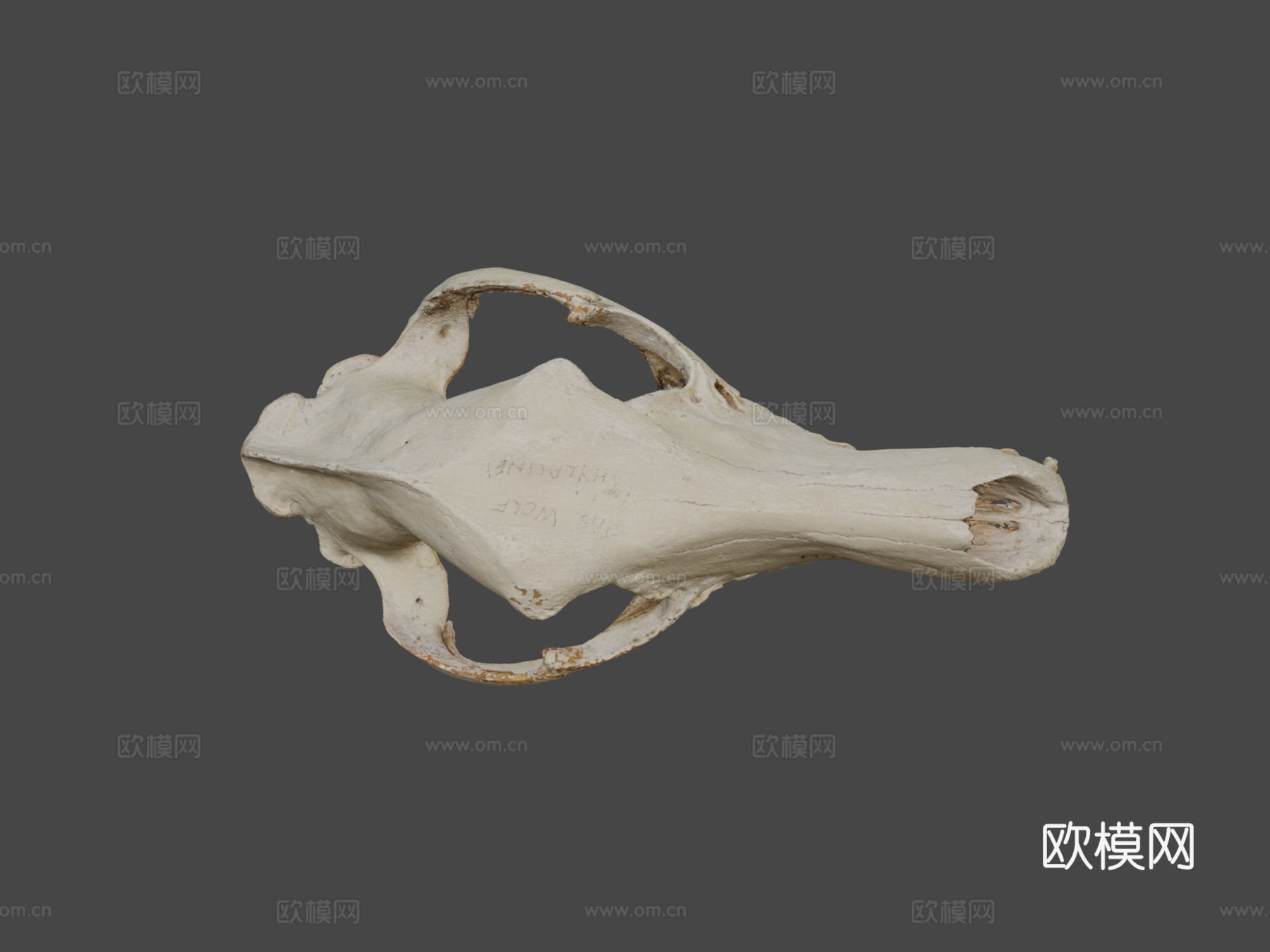 袋狼颅骨su模型