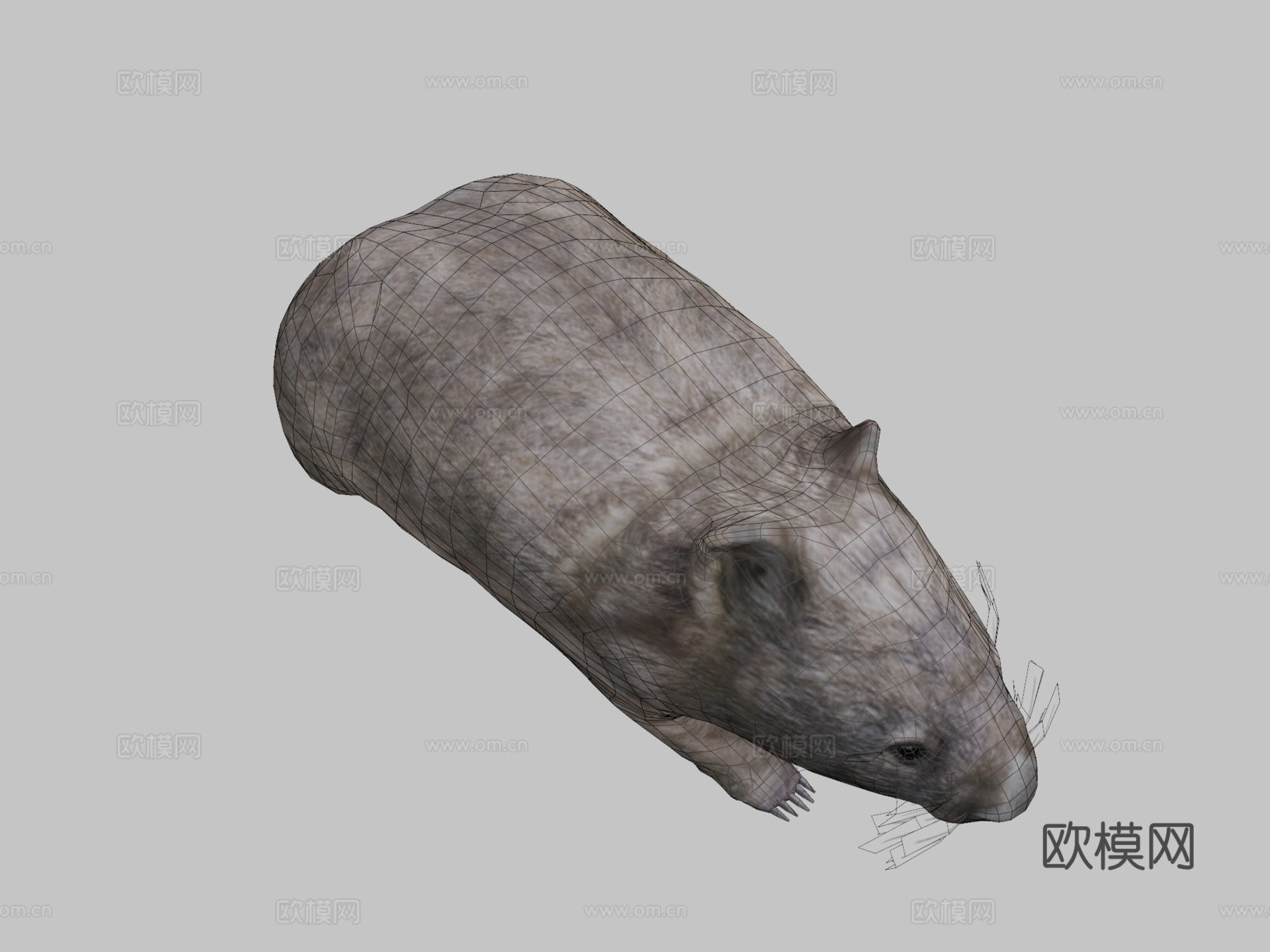 袋熊预览su模型