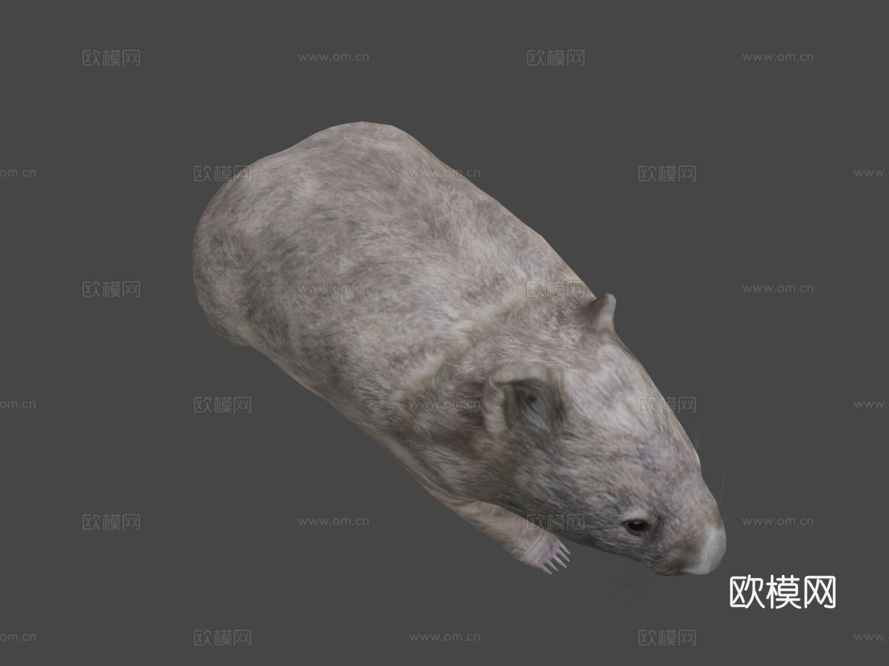 袋熊预览su模型