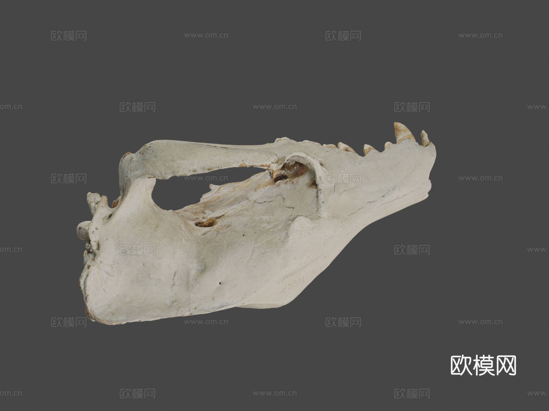 袋狼颅骨su模型