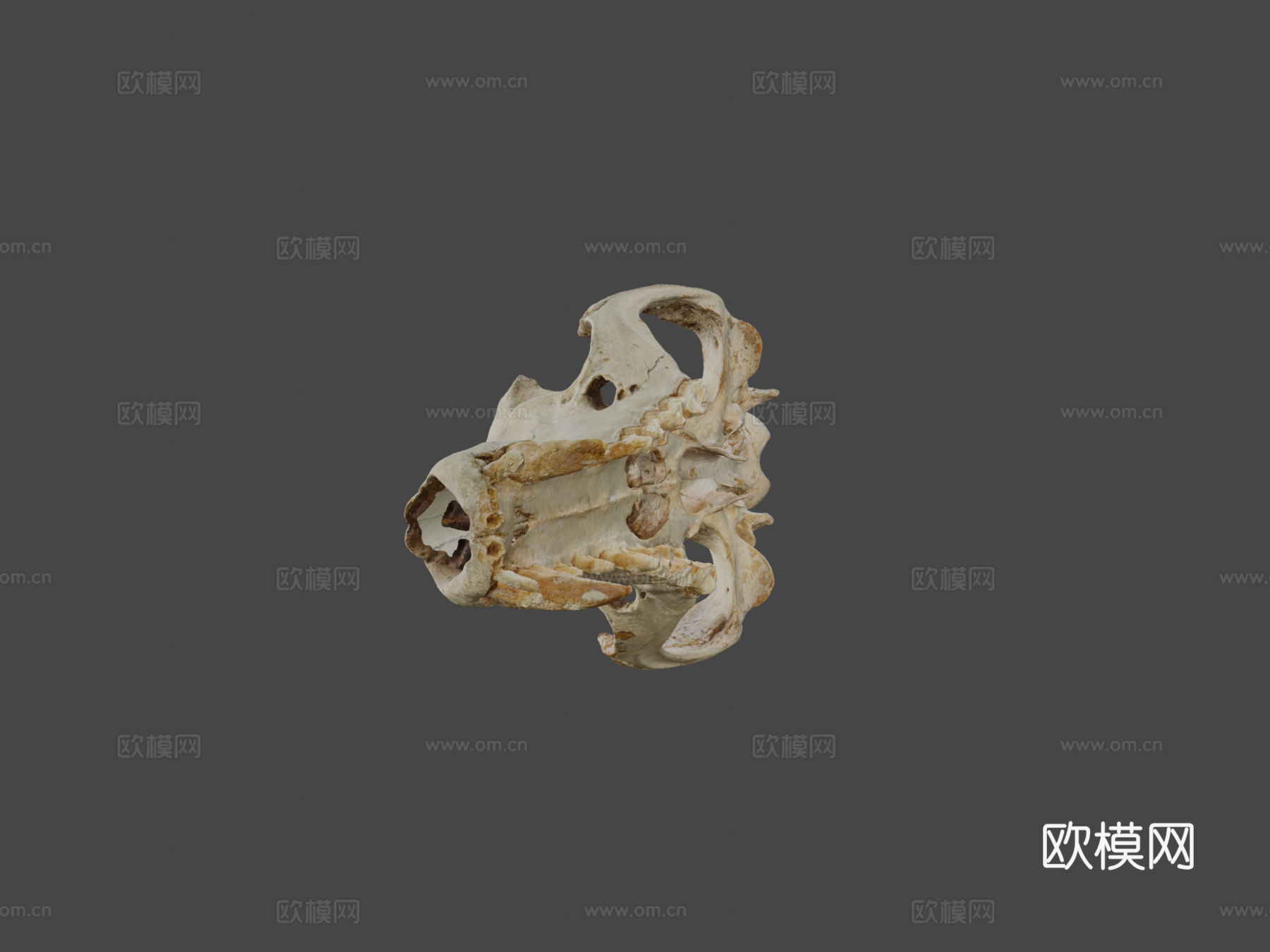 袋狼颅骨su模型