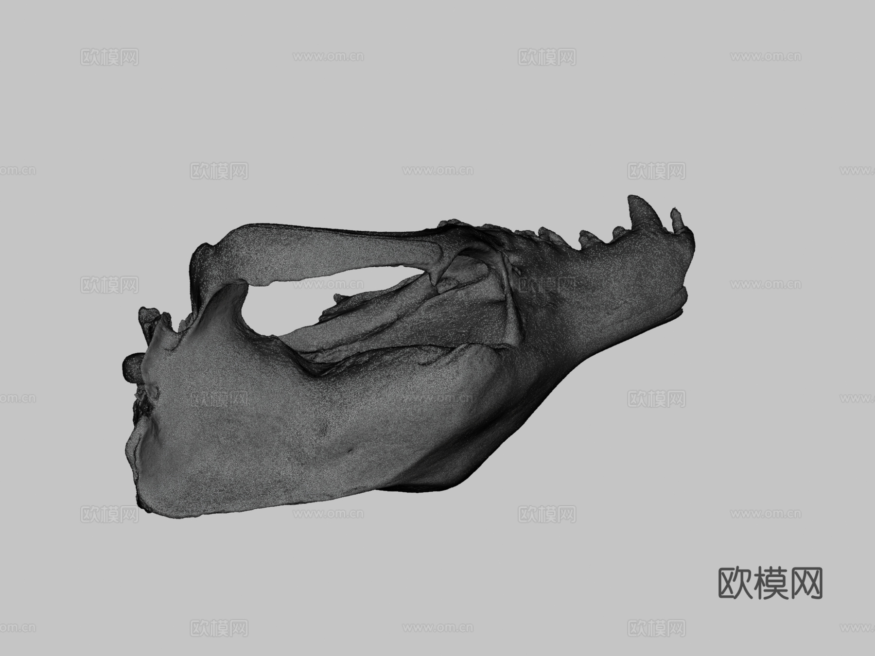 袋狼颅骨su模型