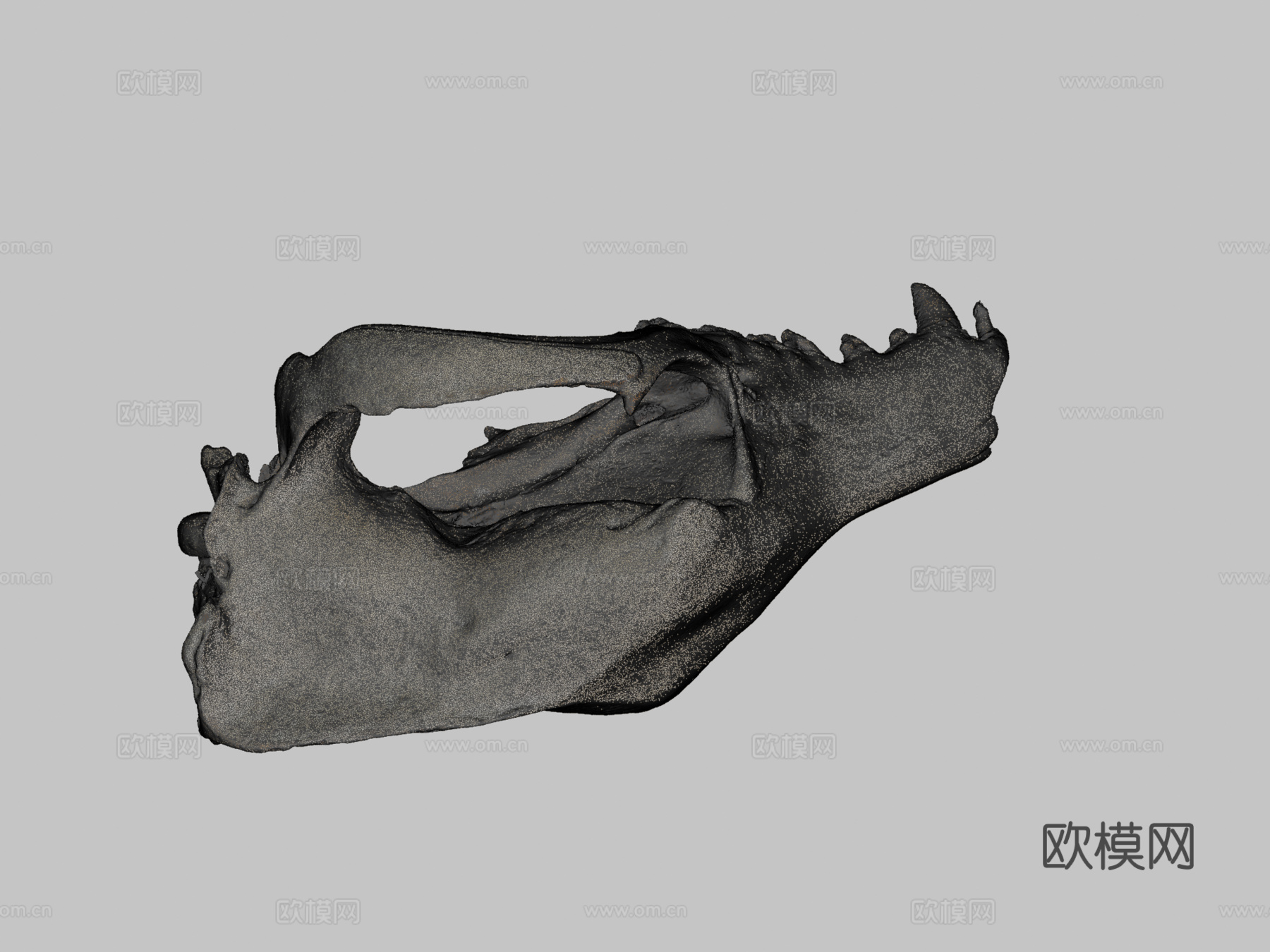 袋狼颅骨su模型