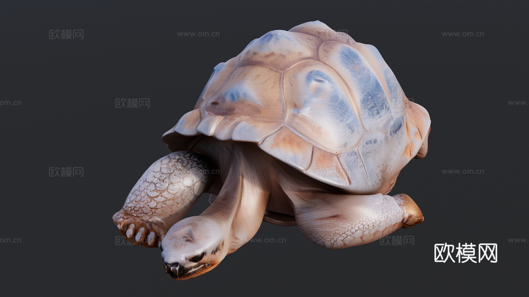 趴在地上睡觉的海龟su模型
