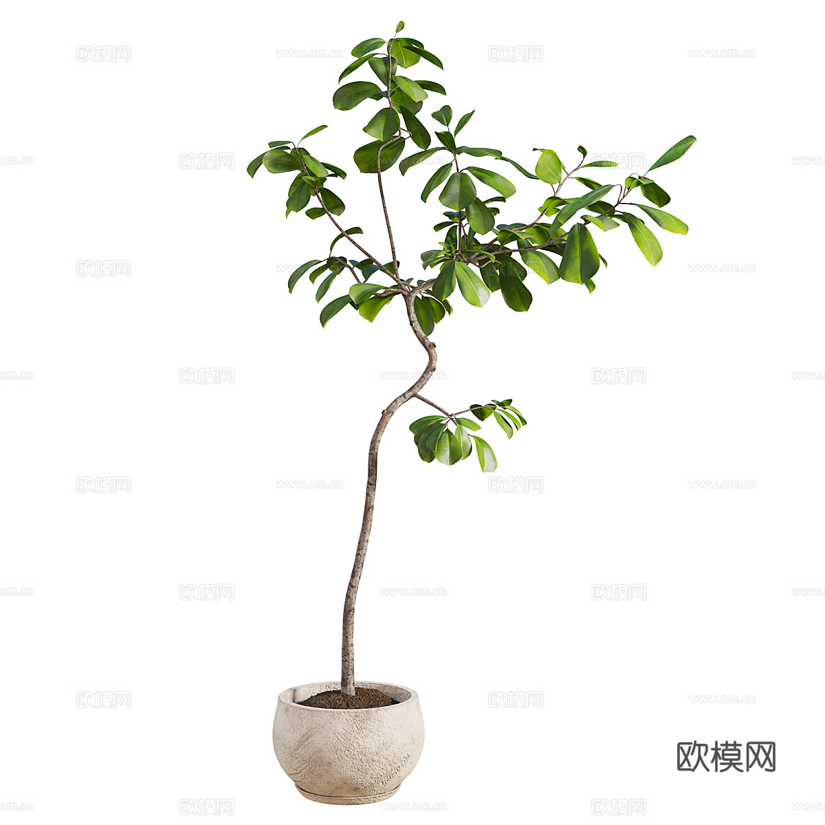 现代室内浅色石盆榕树绿植3d模型下载（渲染图2）