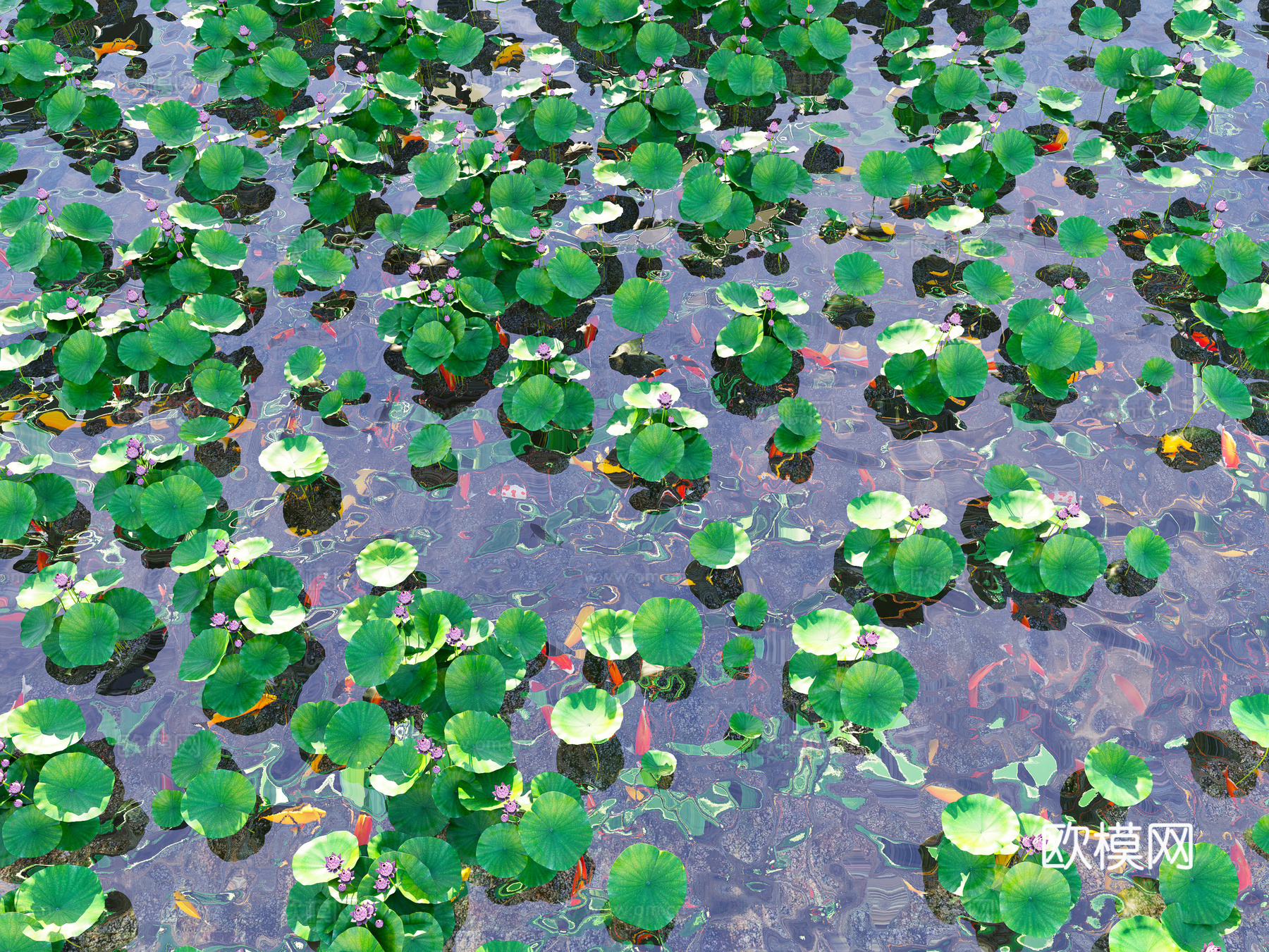 现代锦鲤鱼池荷花 金鱼锦鲤组合 景观水池荷花 睡莲荷叶莲叶3d模型下载（渲染图1）