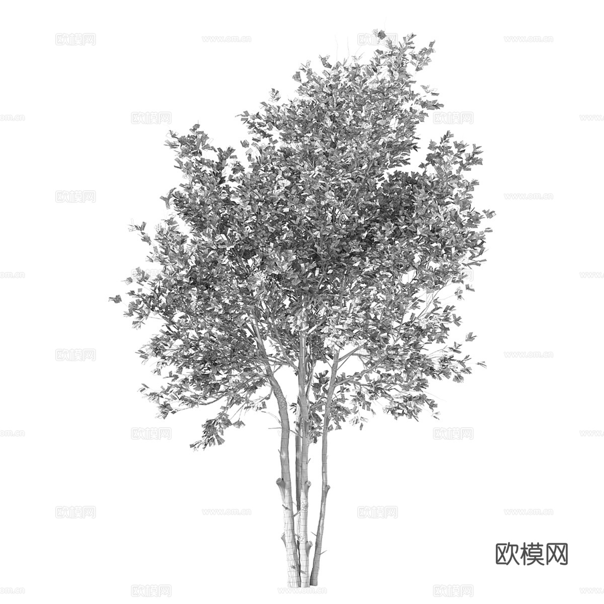 现代橡木树木植物3d模型下载（渲染图3）