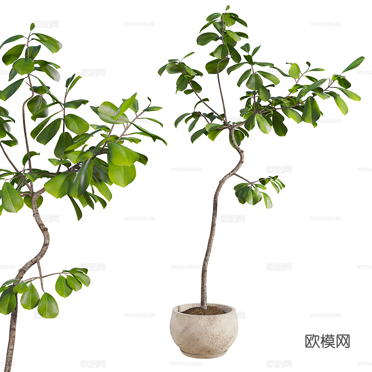 现代室内浅色石盆榕树绿植3d模型下载（渲染图1）