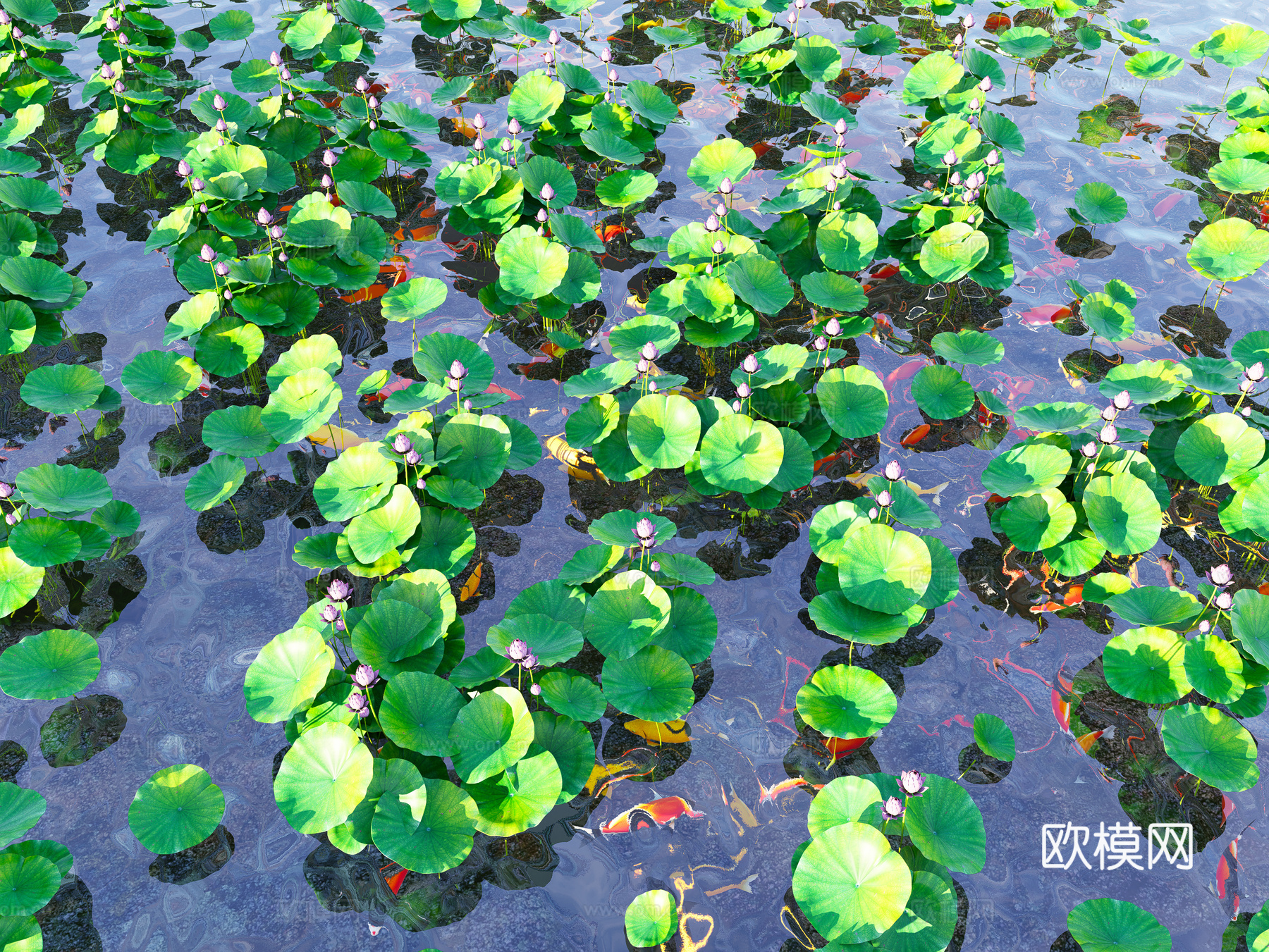现代锦鲤鱼池荷花 金鱼锦鲤组合 景观水池荷花 睡莲荷叶莲叶3d模型下载（渲染图2）