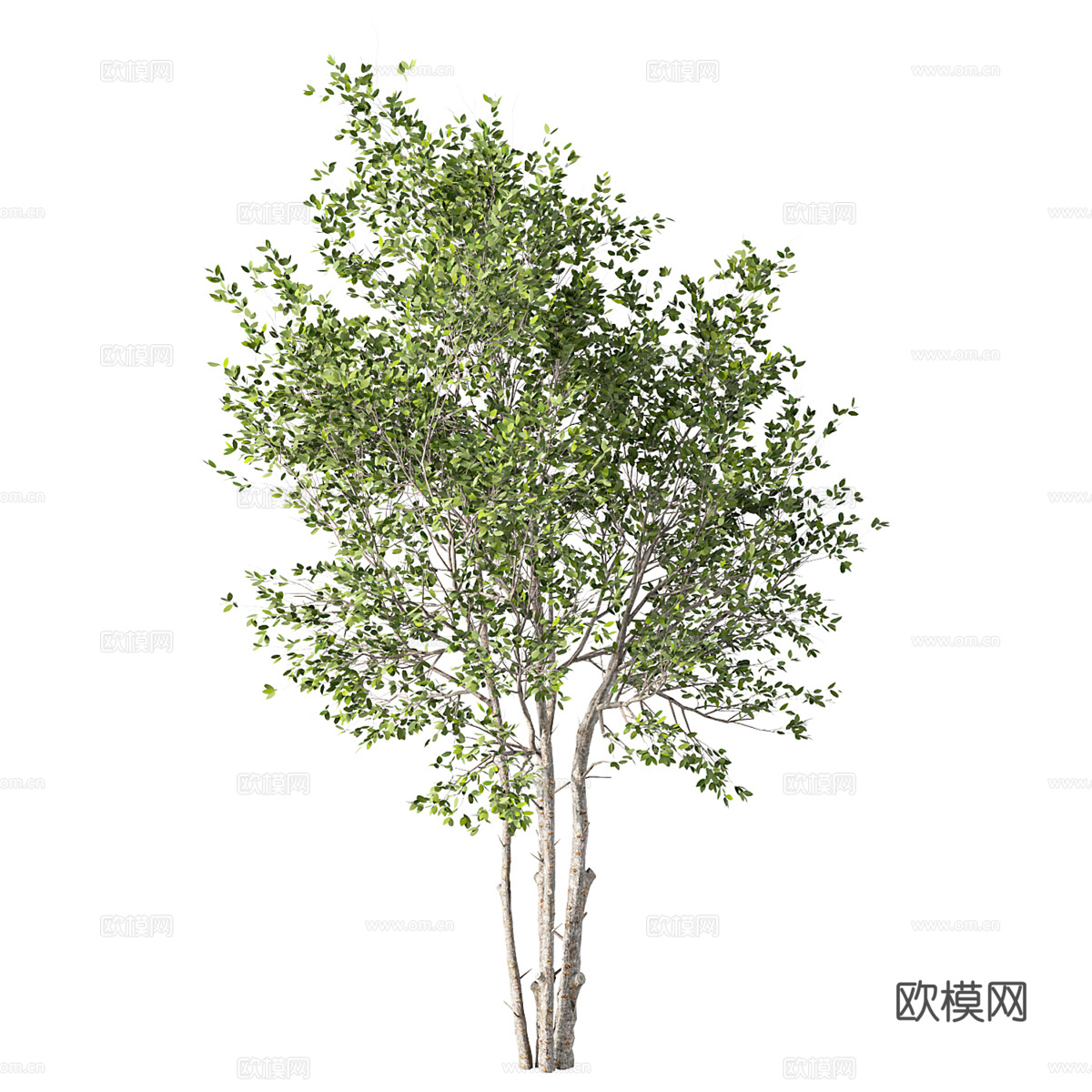 现代橡木树木植物3d模型下载（渲染图1）