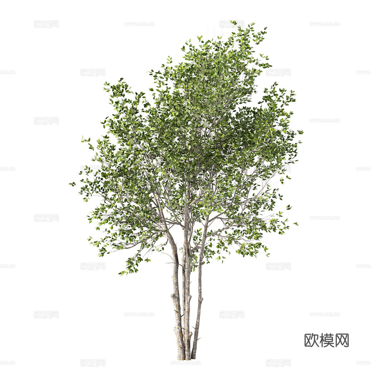 现代橡木树木植物3d模型下载（渲染图2）