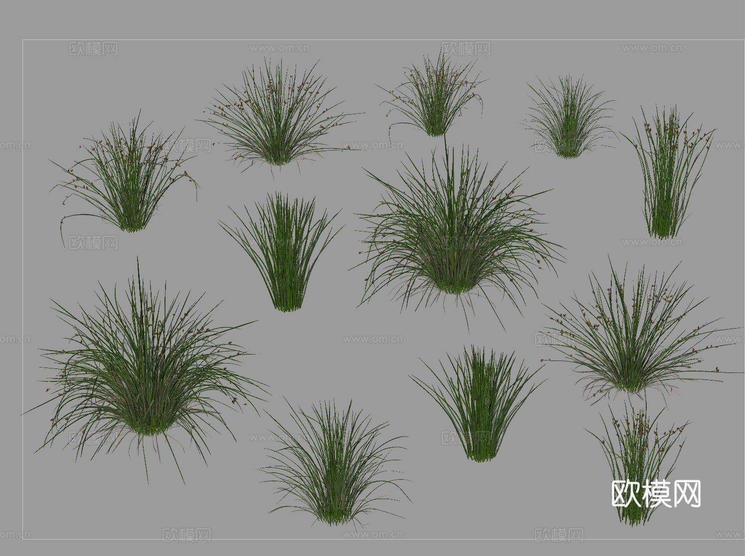 现代风格景观草  植物 芦苇su模型