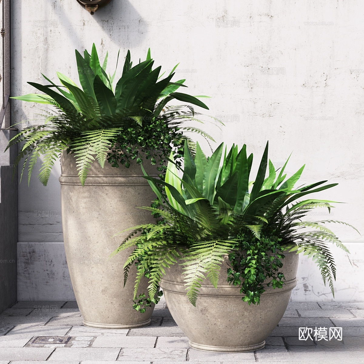 蕨类植物3d模型下载